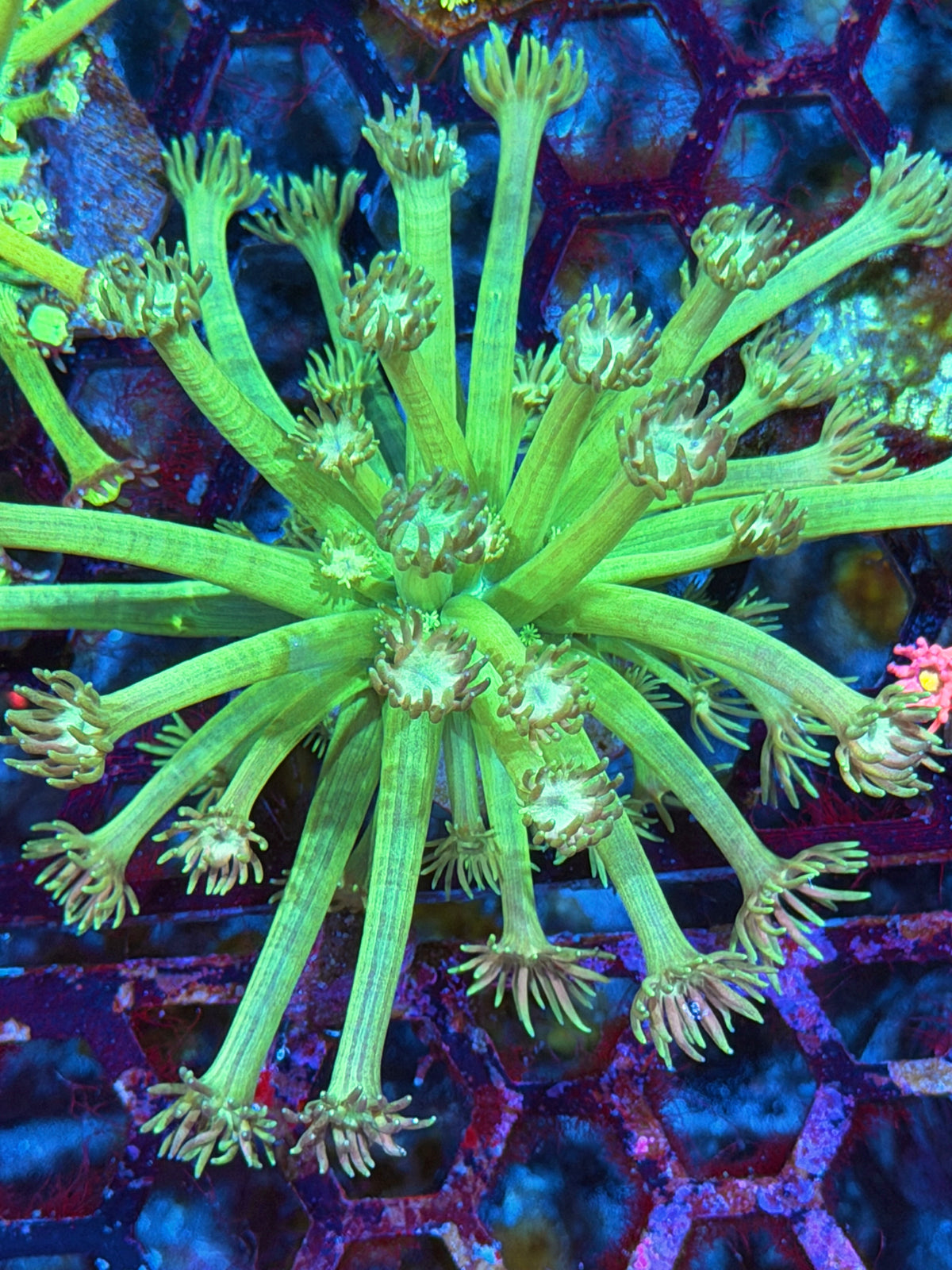 JEA Lex Luthor Goniopora Coral 10/20