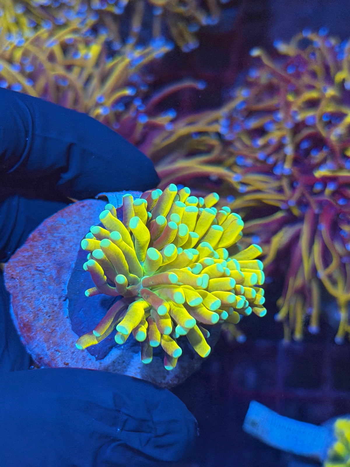 JEA Banana Torch Coral 1 Head XL Collectors Piece 11/2