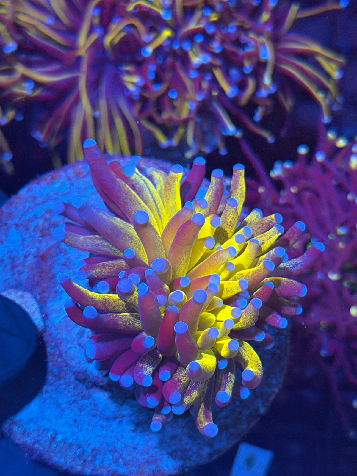 JEA Grafted Orange Tiger Torch Coral 1 XXL Head 11/2