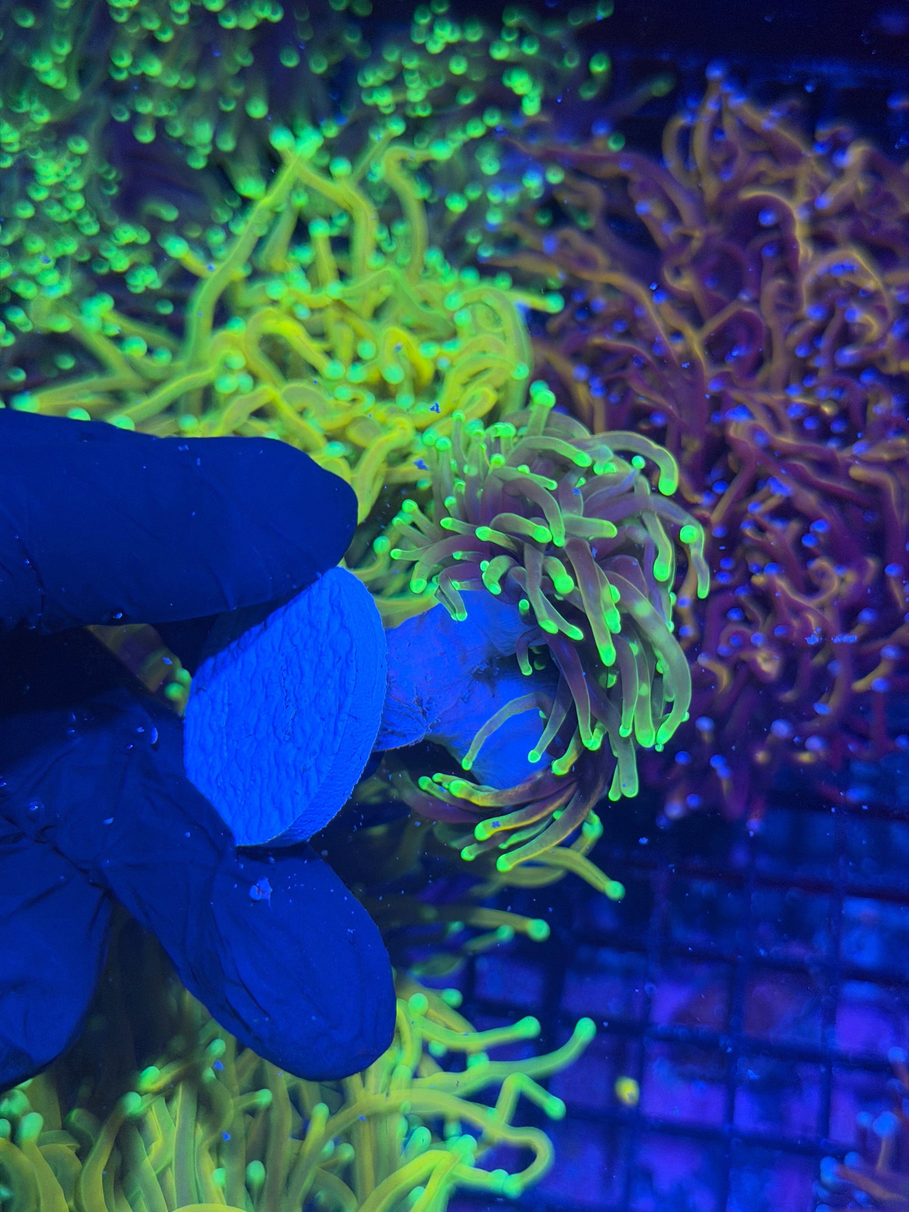 JEA Dragon Fire Torch Coral 2 Heads Splitting to 4 XL 7/31