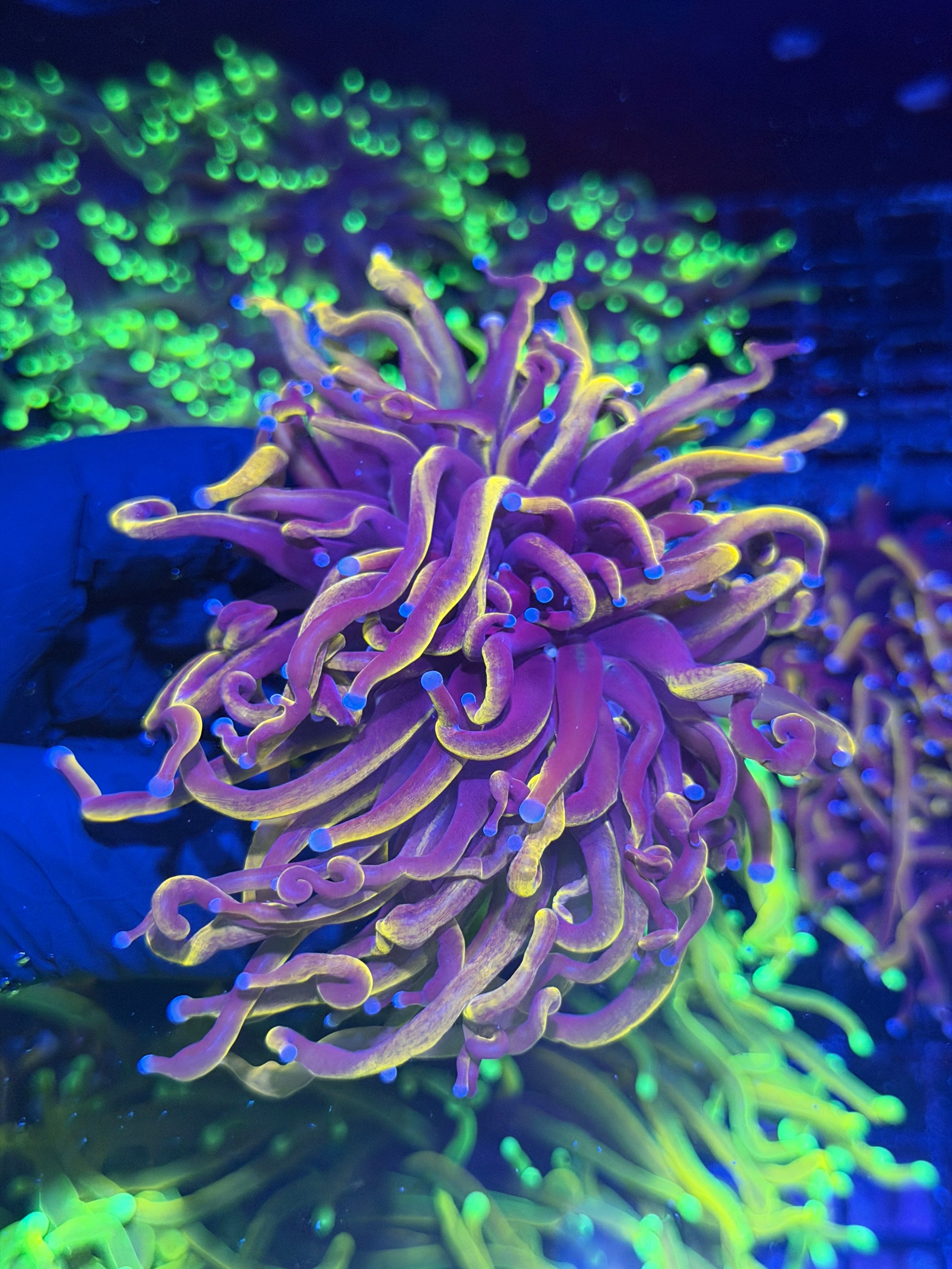JEA Orange Peel Torch Coral 2 XXXL Heads Show Size 7/31