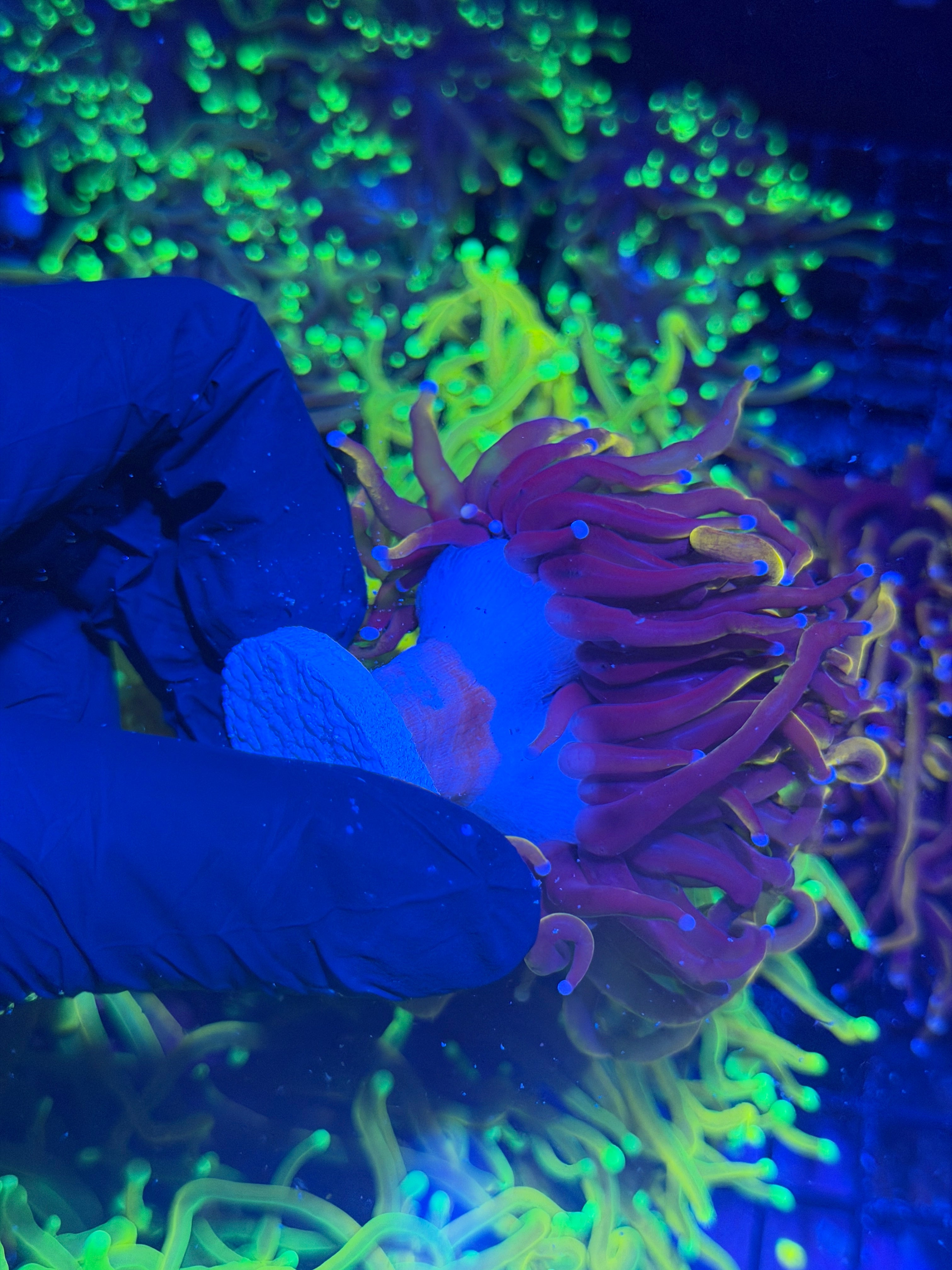 JEA Orange Peel Torch Coral 2 XXXL Heads Show Size 7/31