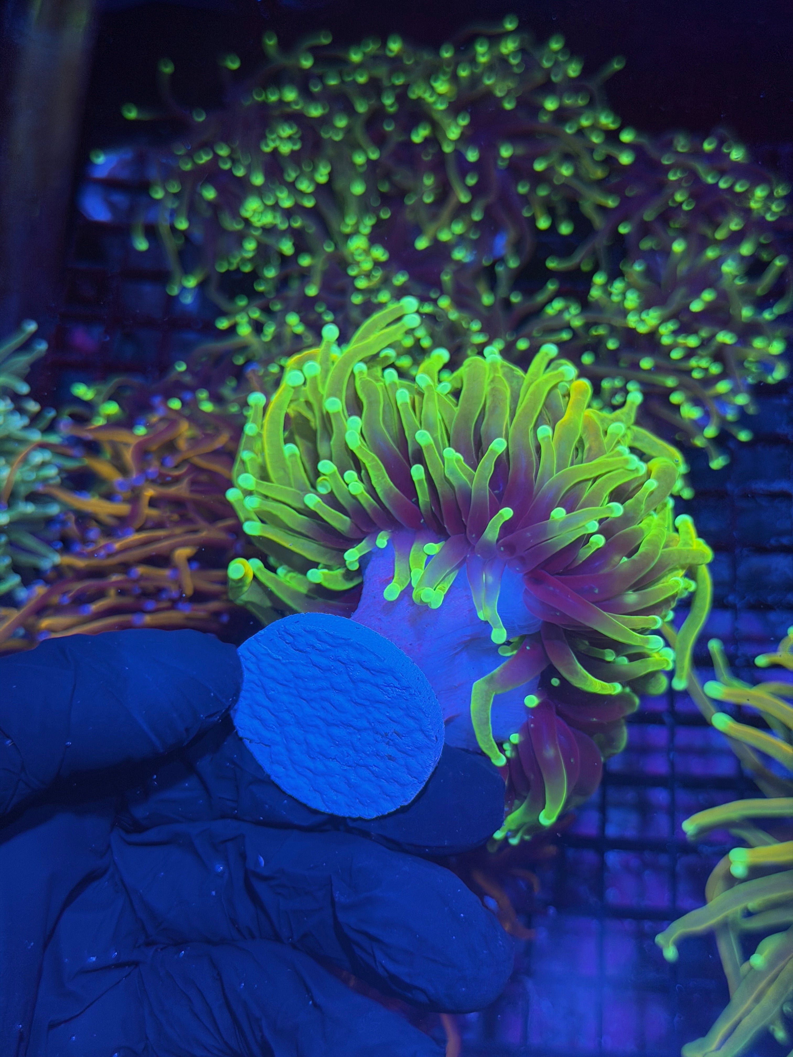 JEA Hellfire Torch Coral 2 XXXL Splitting to 3 Heads Show Sized 8/1