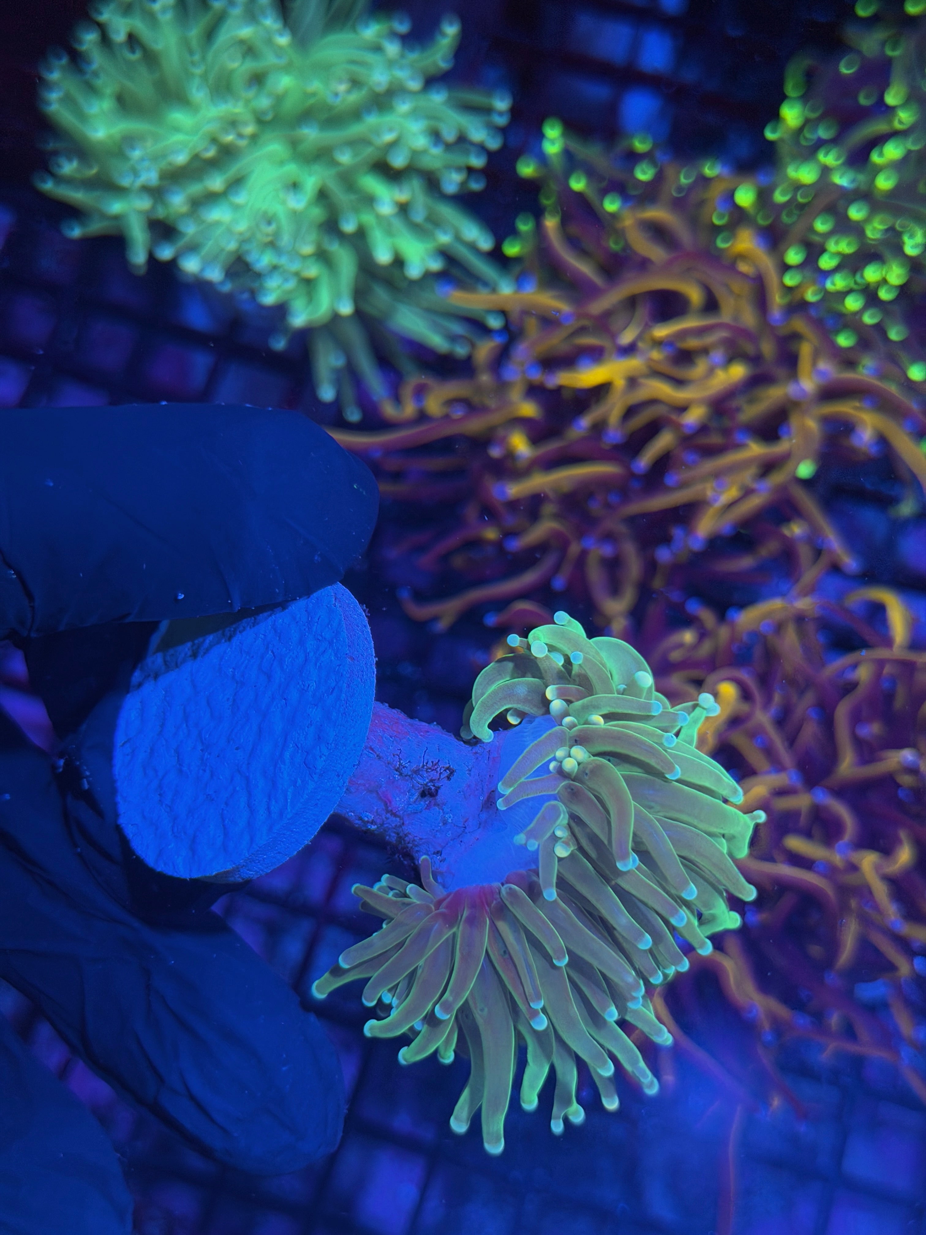 JEA Jedi Master Torch Coral 1 XXL Head Splitting 7/31