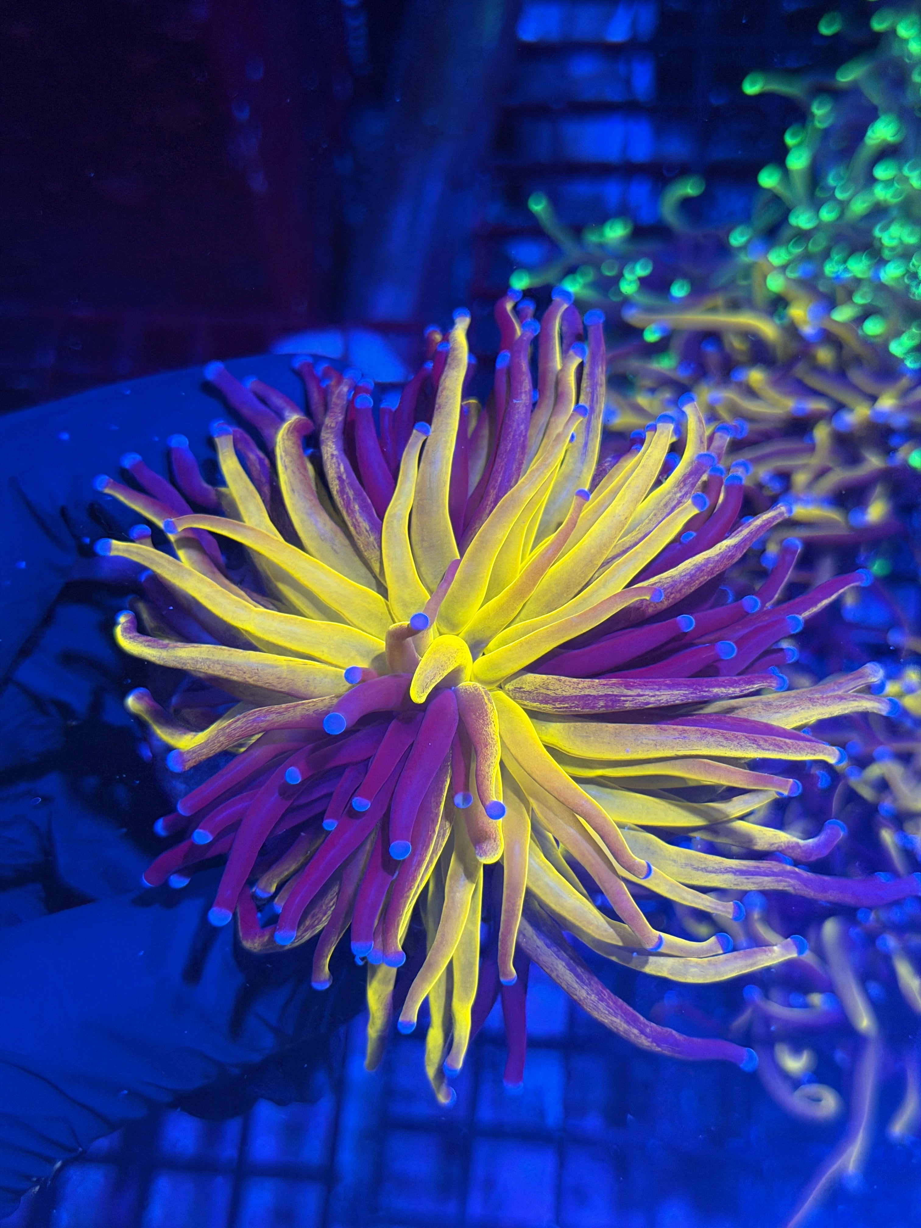 JEA Grafted Orange Tiger Torch Coral 1 XXXL Head Splitting SHOW PIECE 8/1