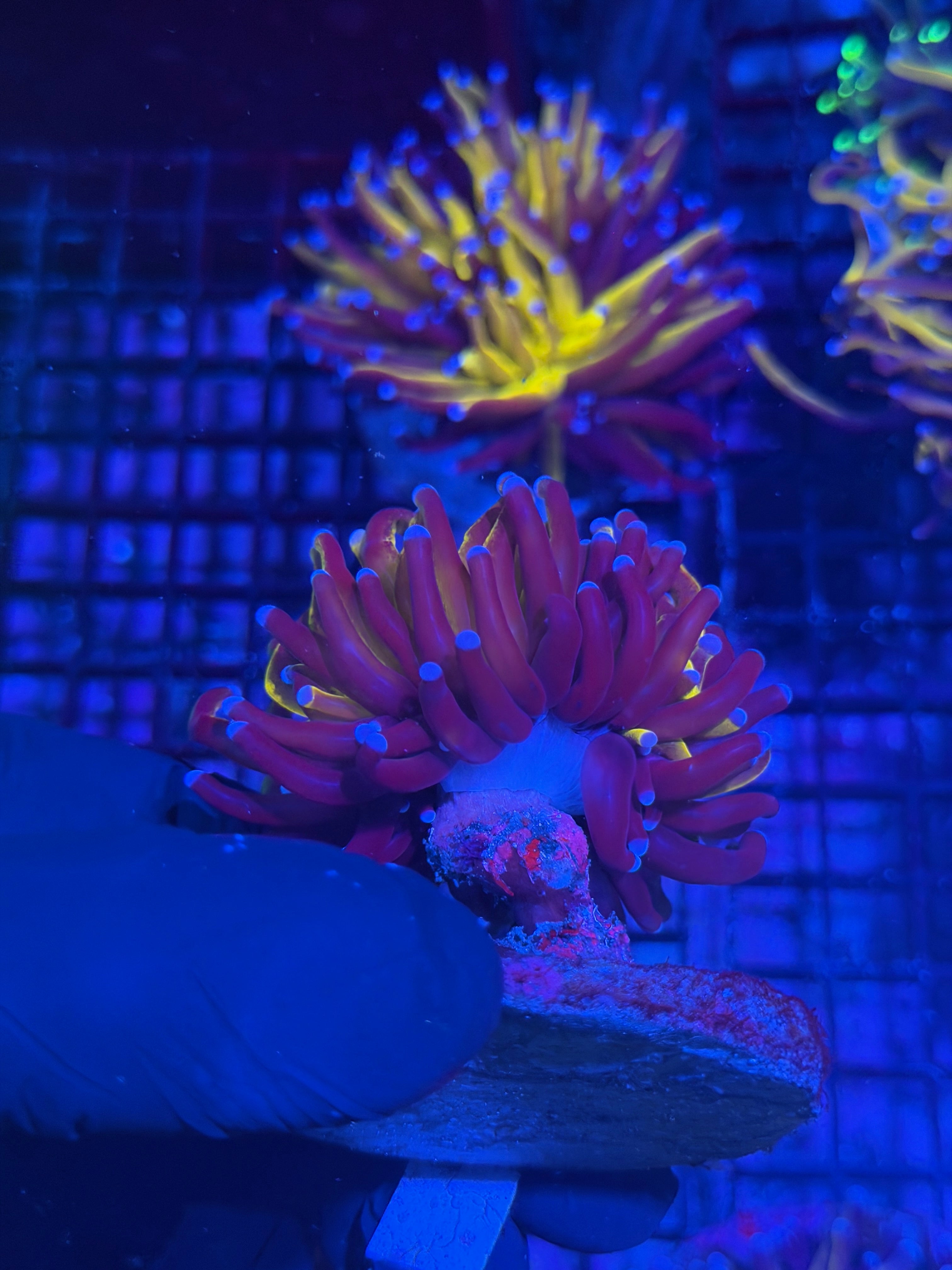 JEA Grafted Orange Tiger Torch Coral 1 XXL Head Show Piece 7/31