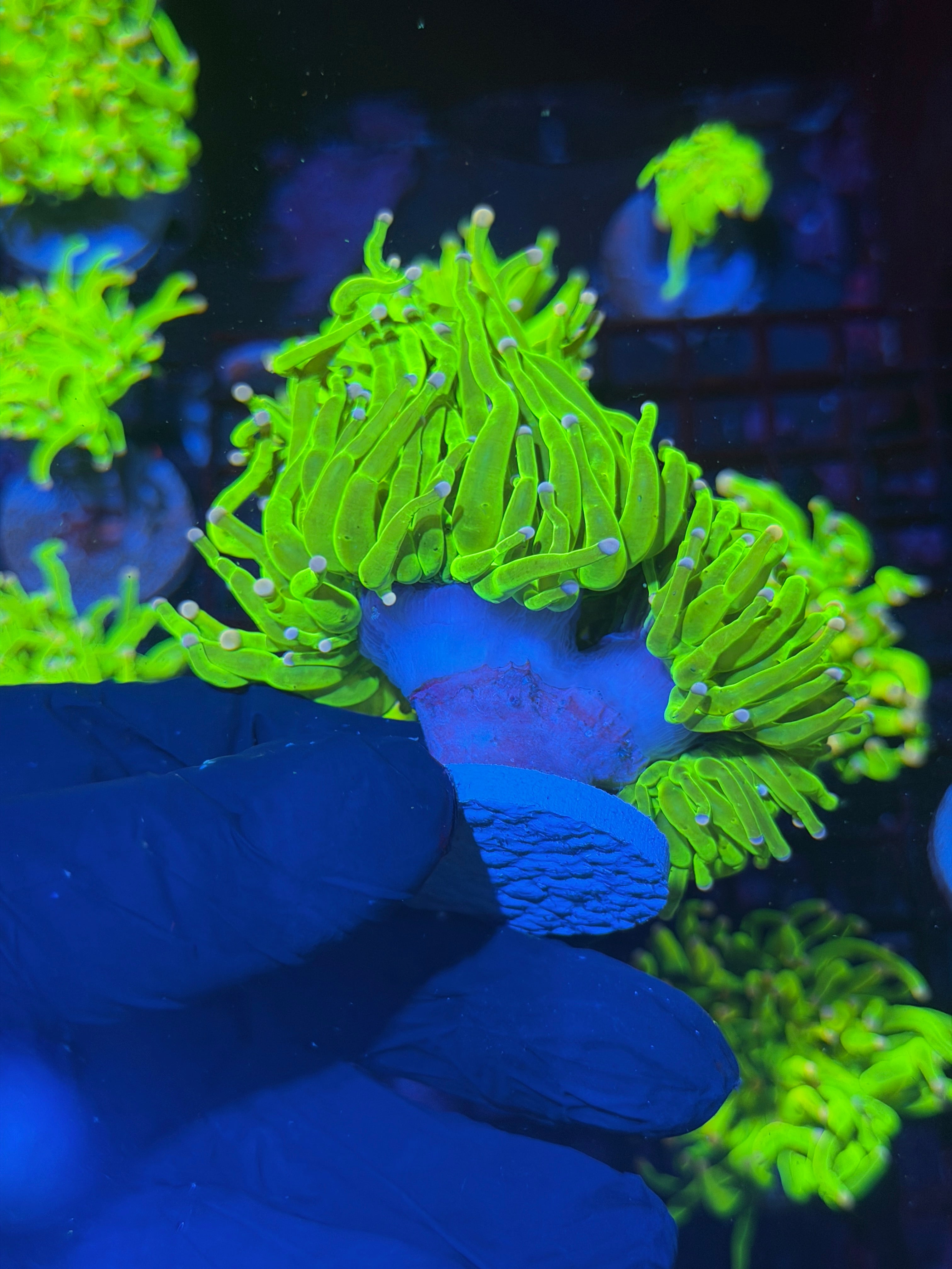 JEA Skittles Holy Grail Torch Coral 2 XXXL Heads Show Piece ( Purple + Pink Tips) 8/1