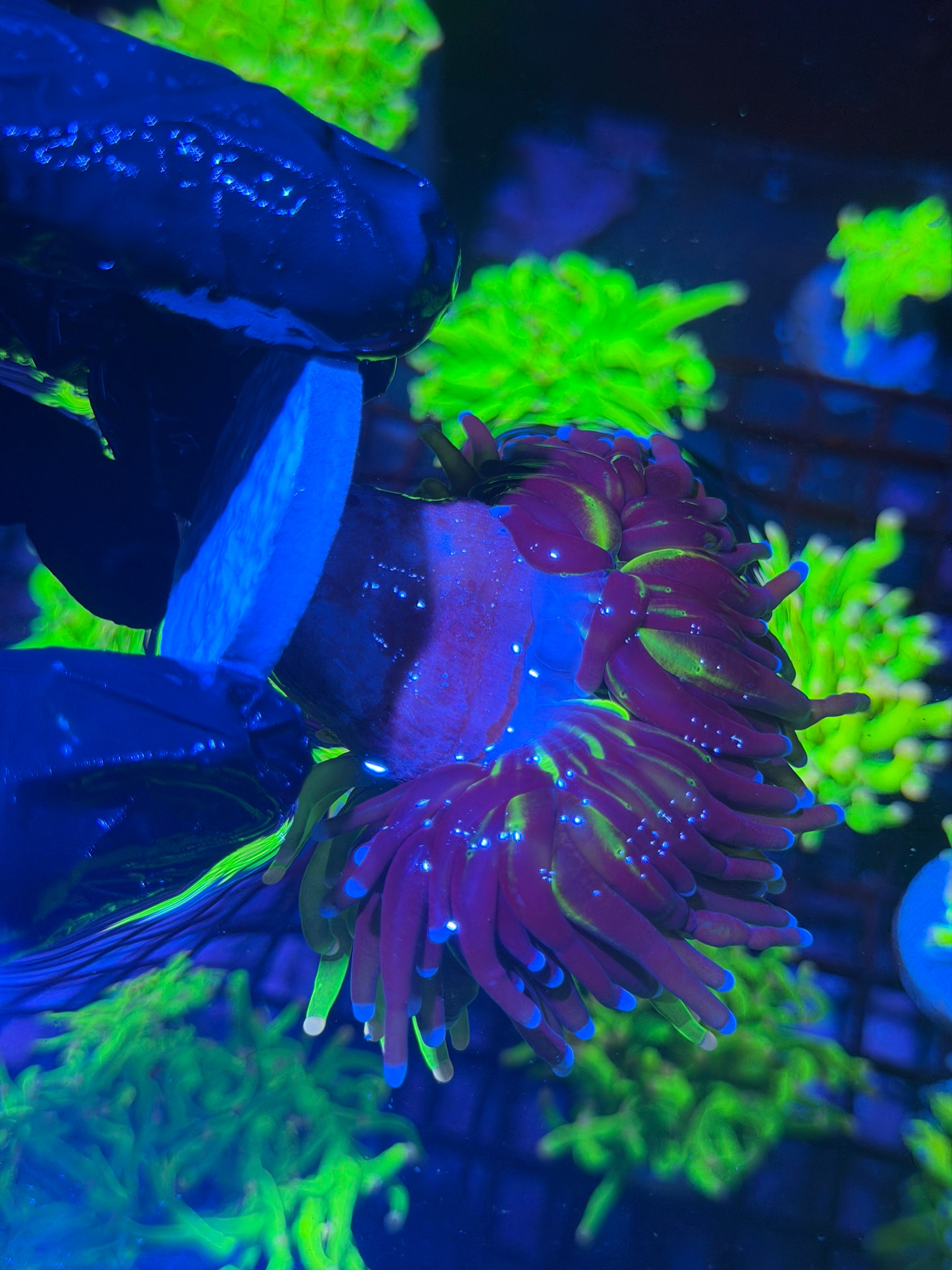 JEA Grafted Care Bears Holy Grail Torch Coral 2 Heads Splitting XXL 8/1