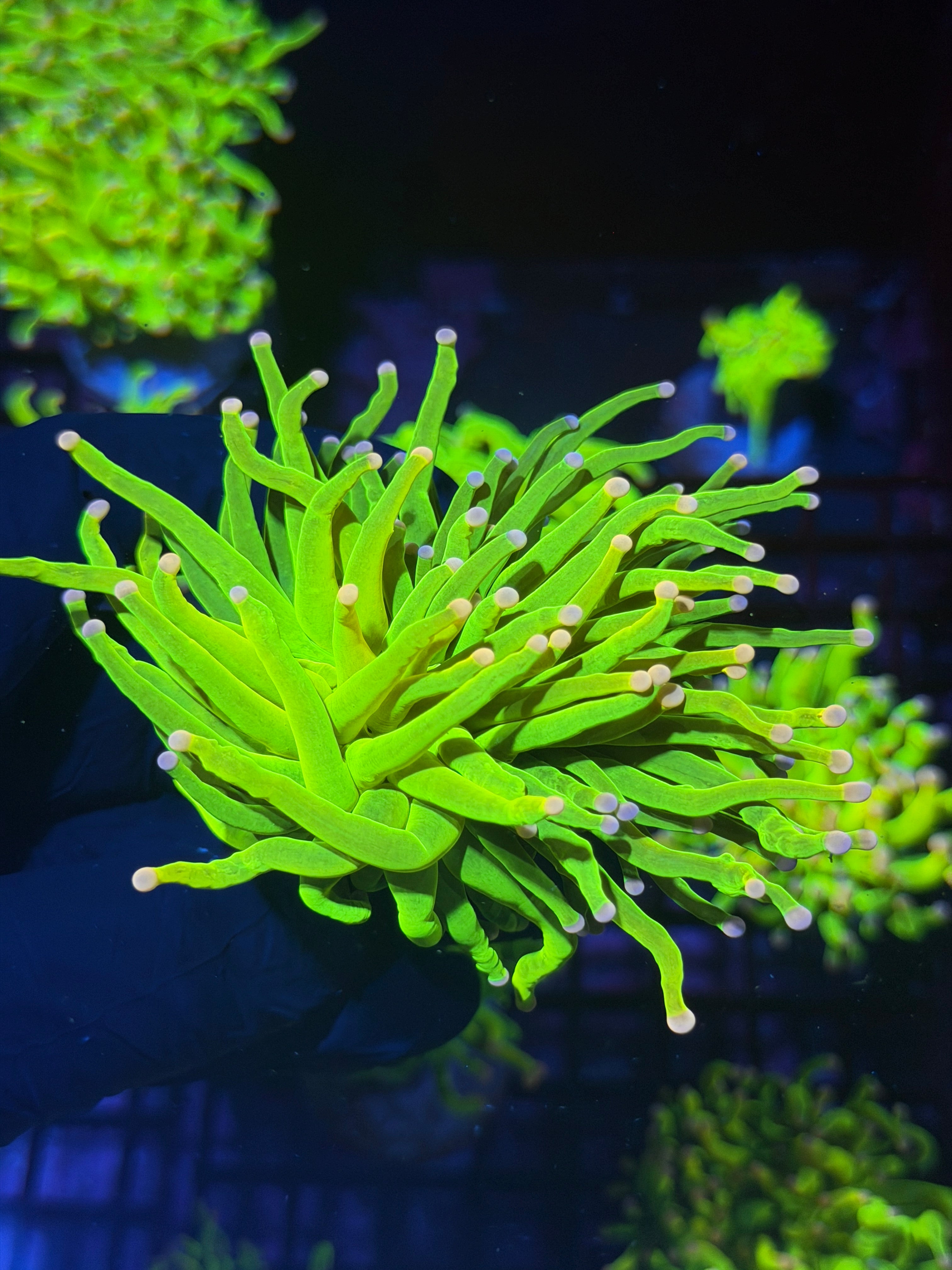 JEA Skittles Holy Grail Torch Coral 1 XXL Head Splitting ( Pink + Purple Tips) 8/1