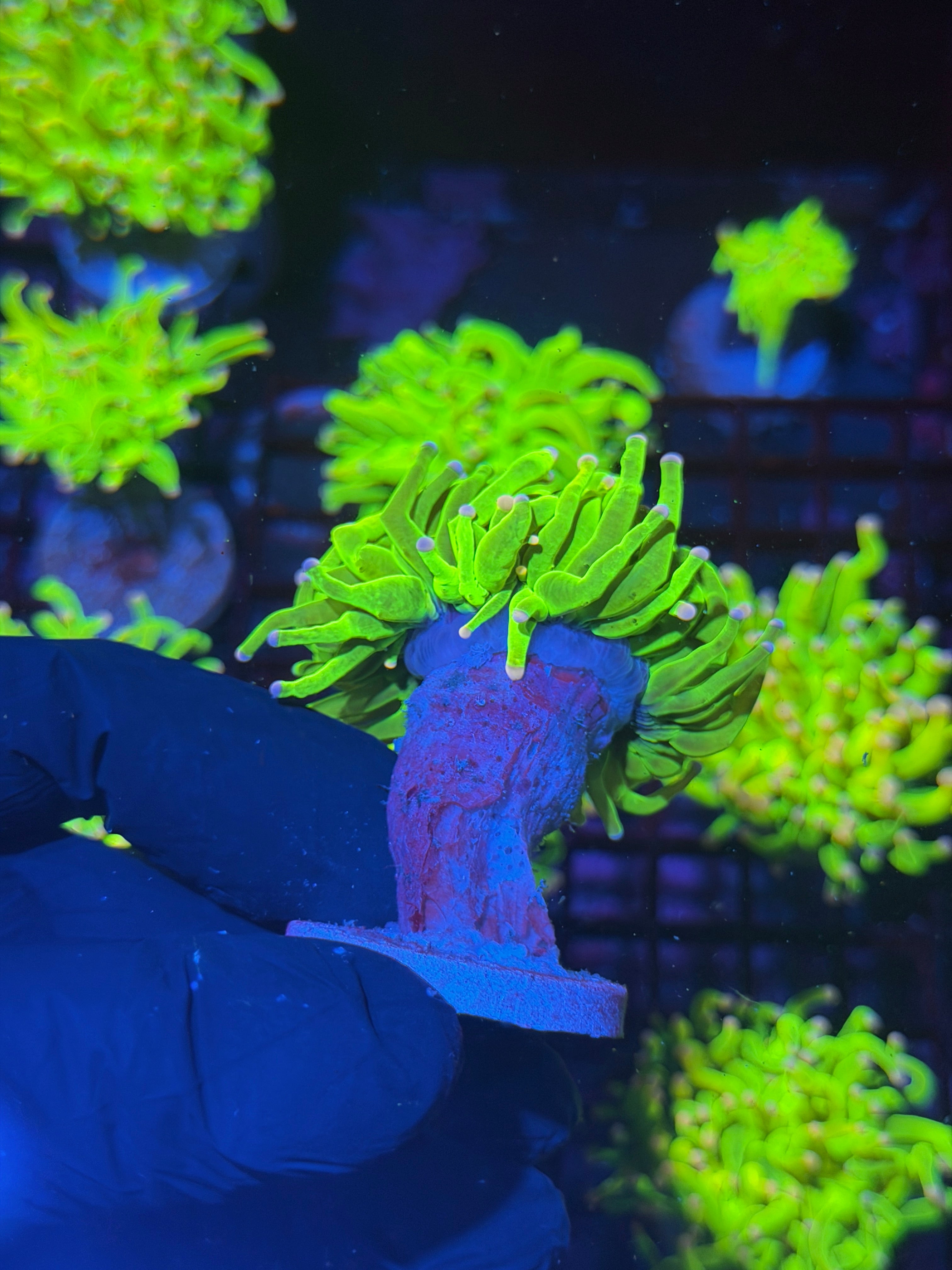JEA Skittles Holy Grail Torch Coral 1 XXL Head Splitting ( Pink + Purple Tips) 8/1
