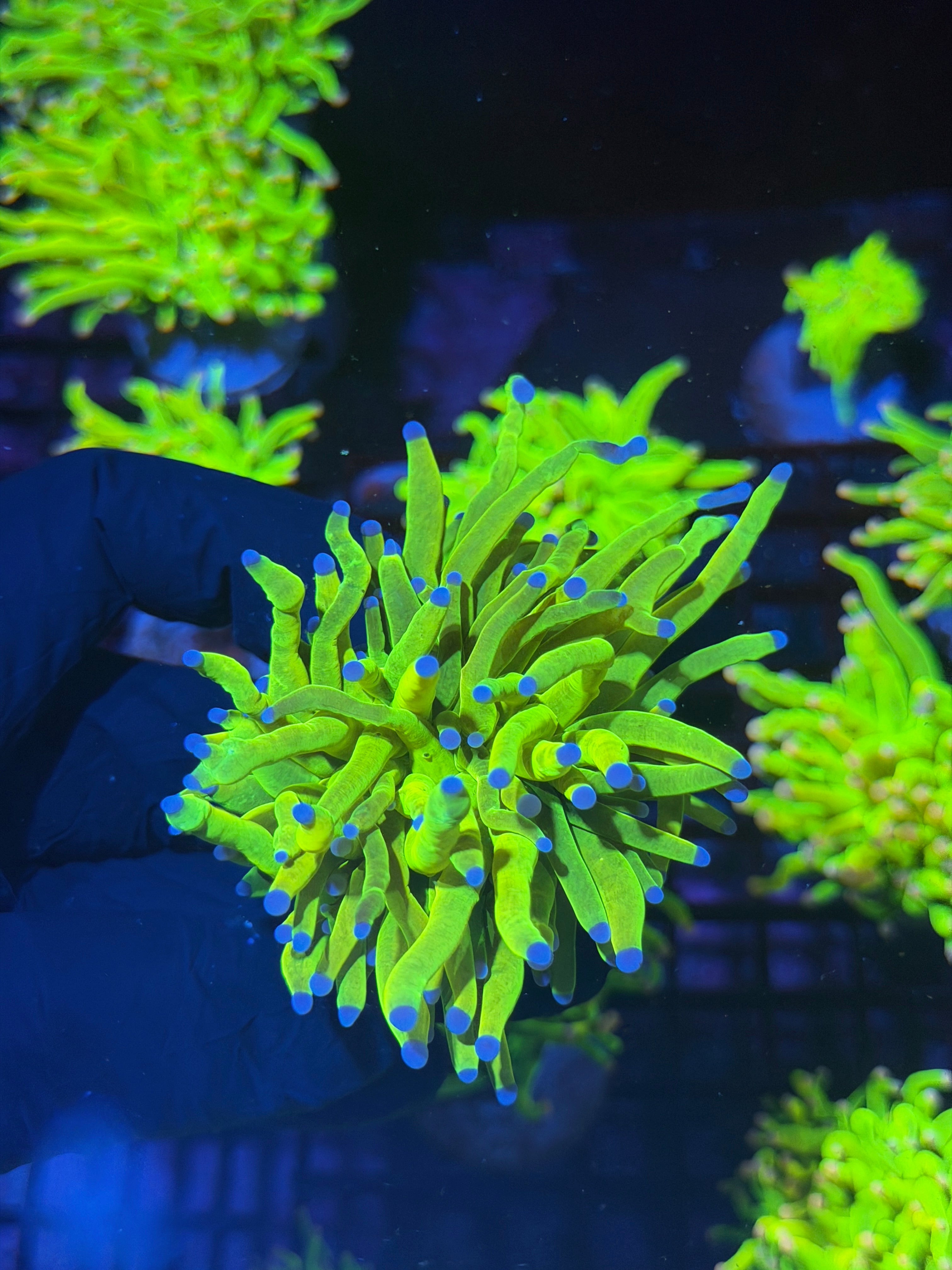 JEA 24K Holy Grail Torch Coral 1 XXL Head Splitting 8/1