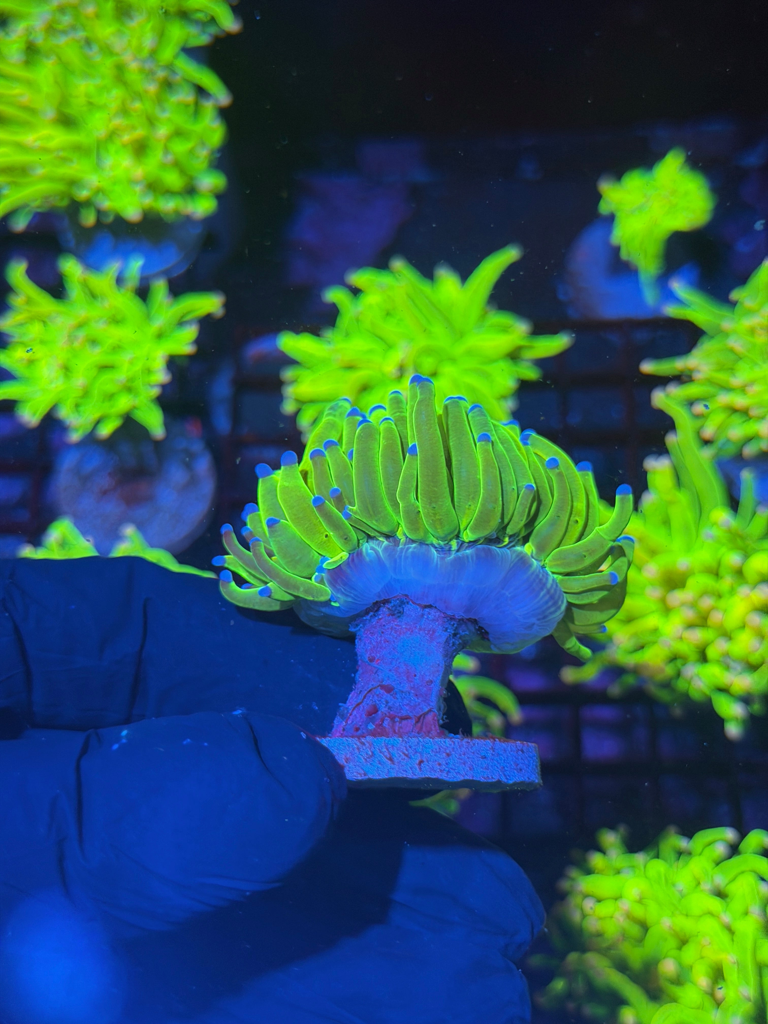 JEA 24K Holy Grail Torch Coral 1 XXL Head Splitting 8/1