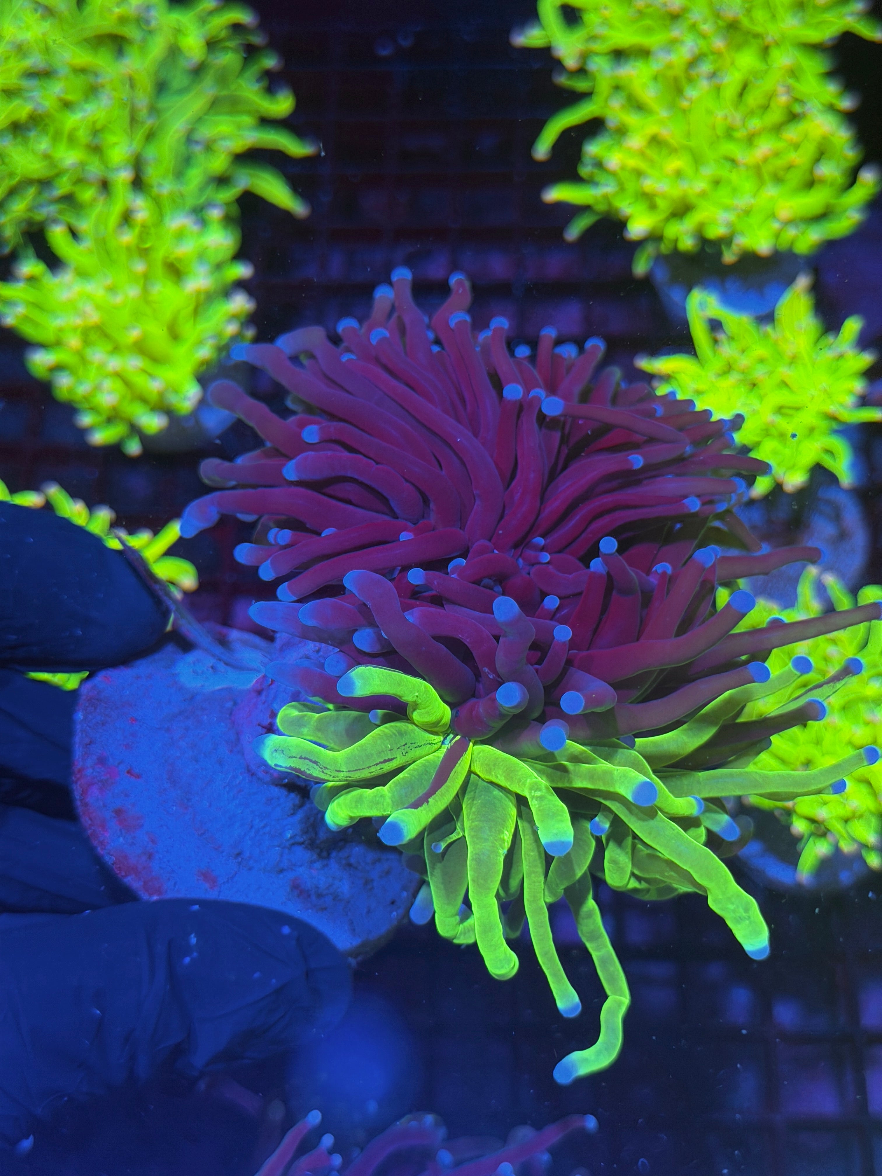 JEA Grafted Holy Grail Torch Coral Mini Colony 3 XXXL Heads Show Piece 8/1