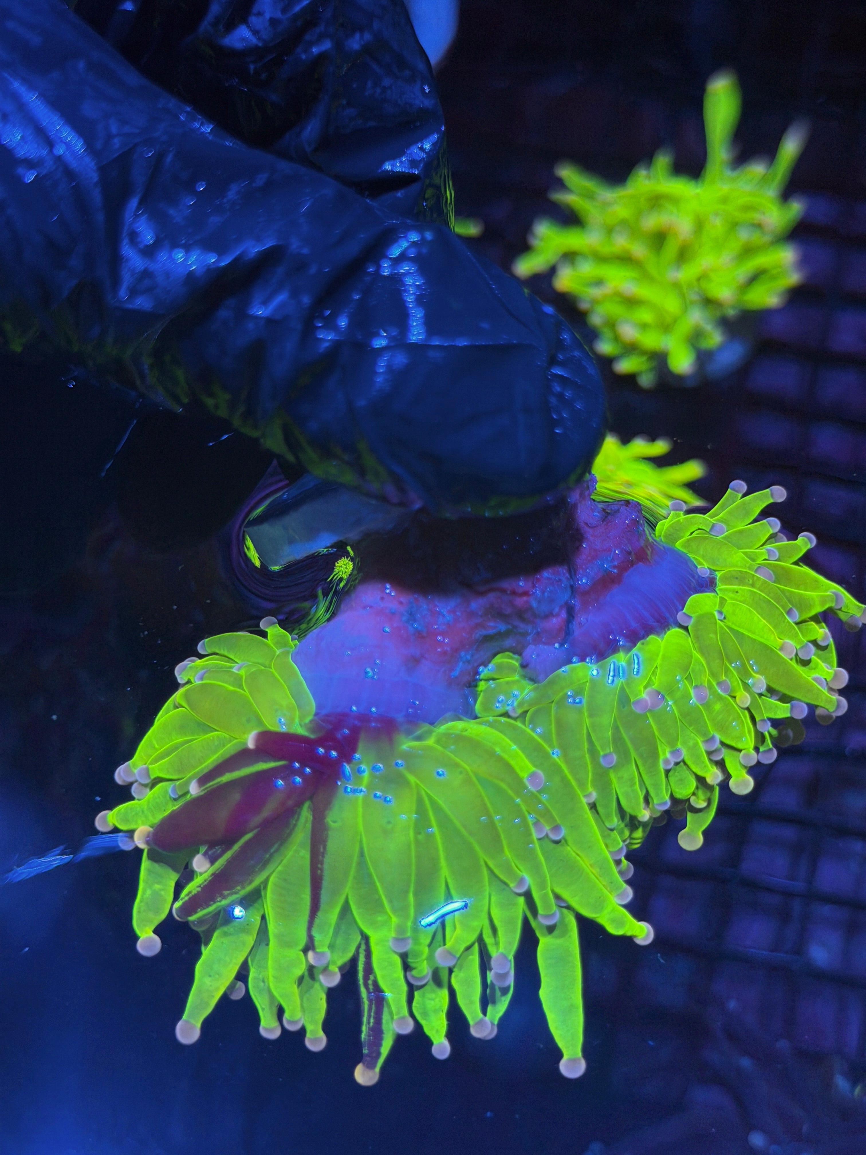 JEA Grafted Drama Queen Holy Grail Torch Coral 2 XL Heads ( Purple Tips) 8/1