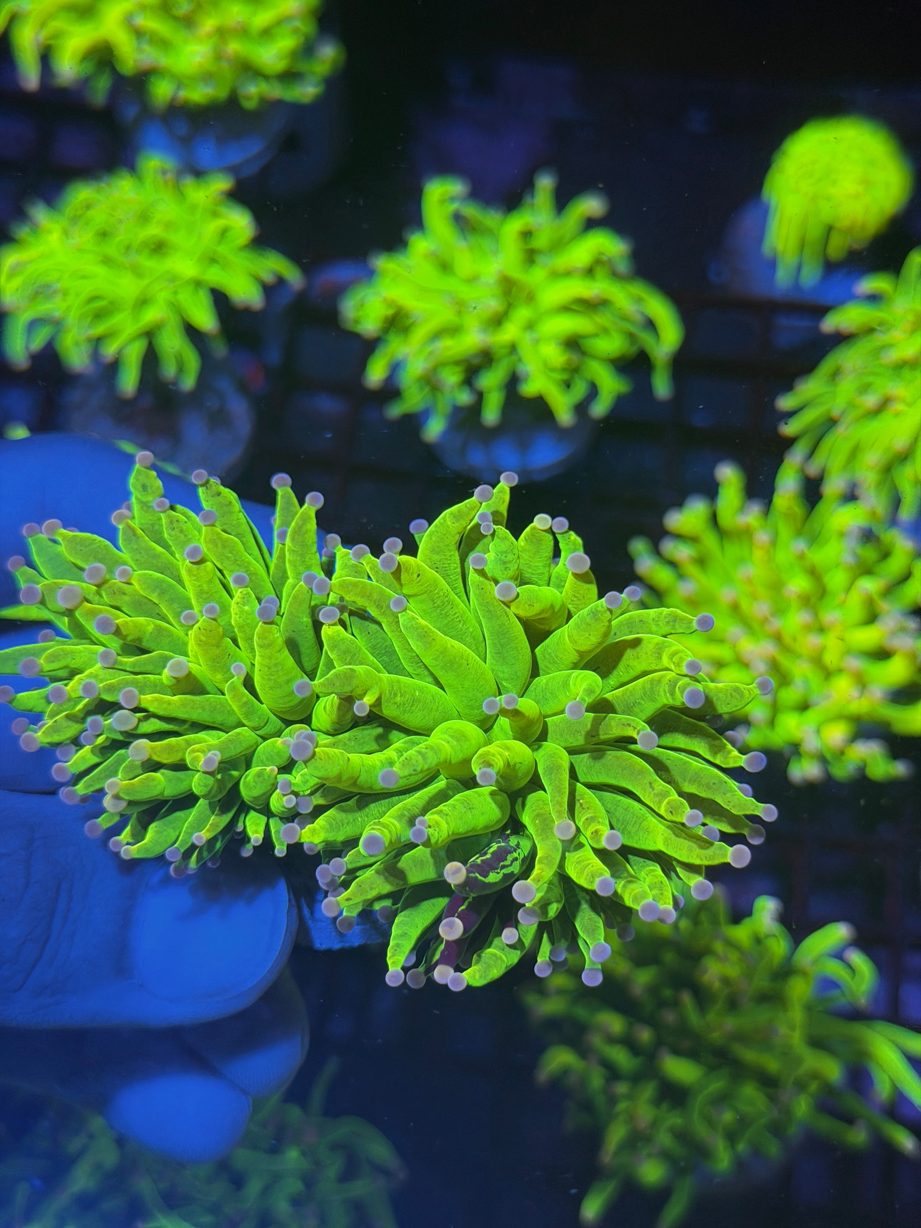 JEA Grafted Drama Queen Holy Grail Torch Coral 2 XL Heads ( Purple Tips) 8/1