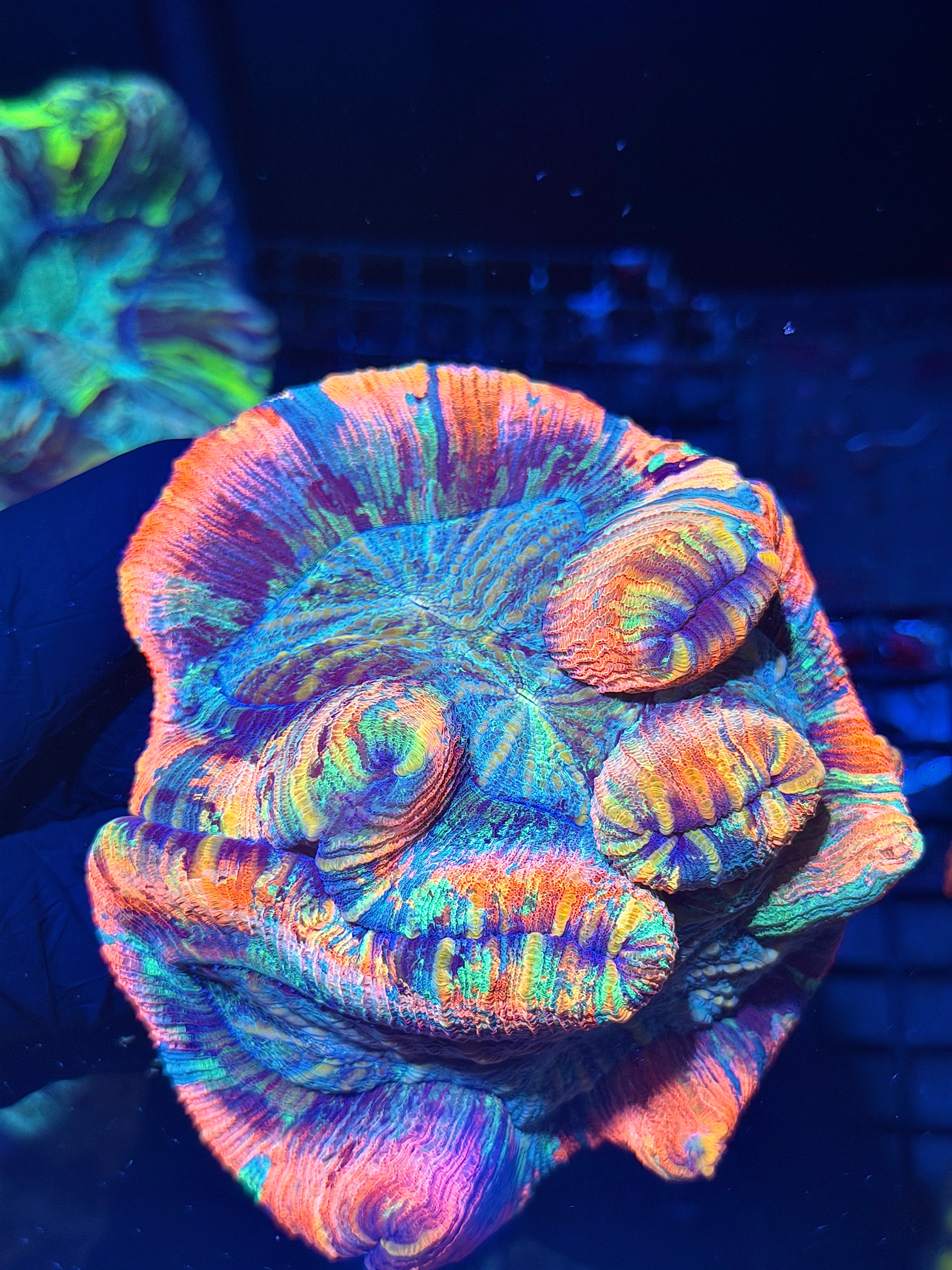 Insane Striped Rainbow Trachyphyllia Meat Coral XXXL Show Piece 8/1