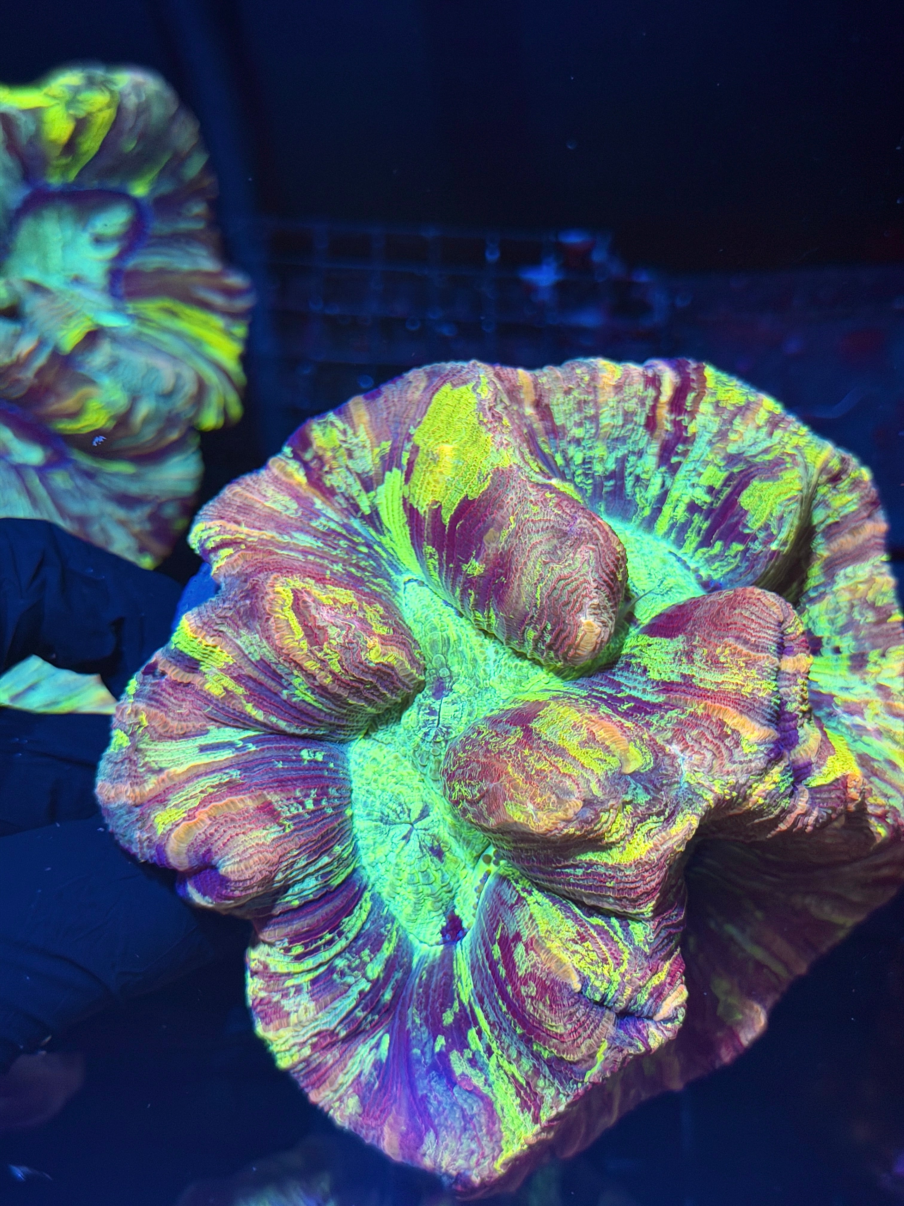 Toxic Multicolor Splatter Trachyphyllia Meat Coral XXXL Show Piece 8/1