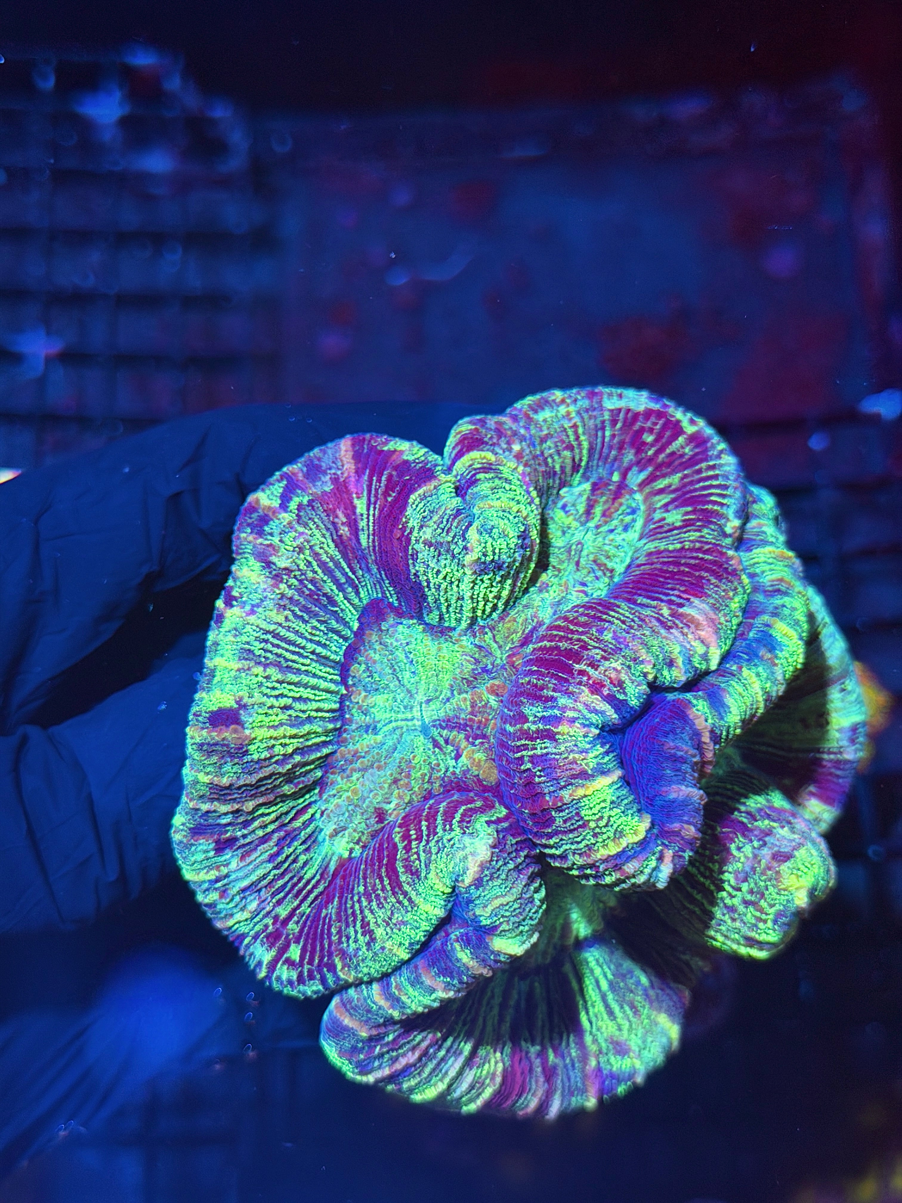 Holographic Rainbow Trachyphyllia Meat Coral XL 7/31