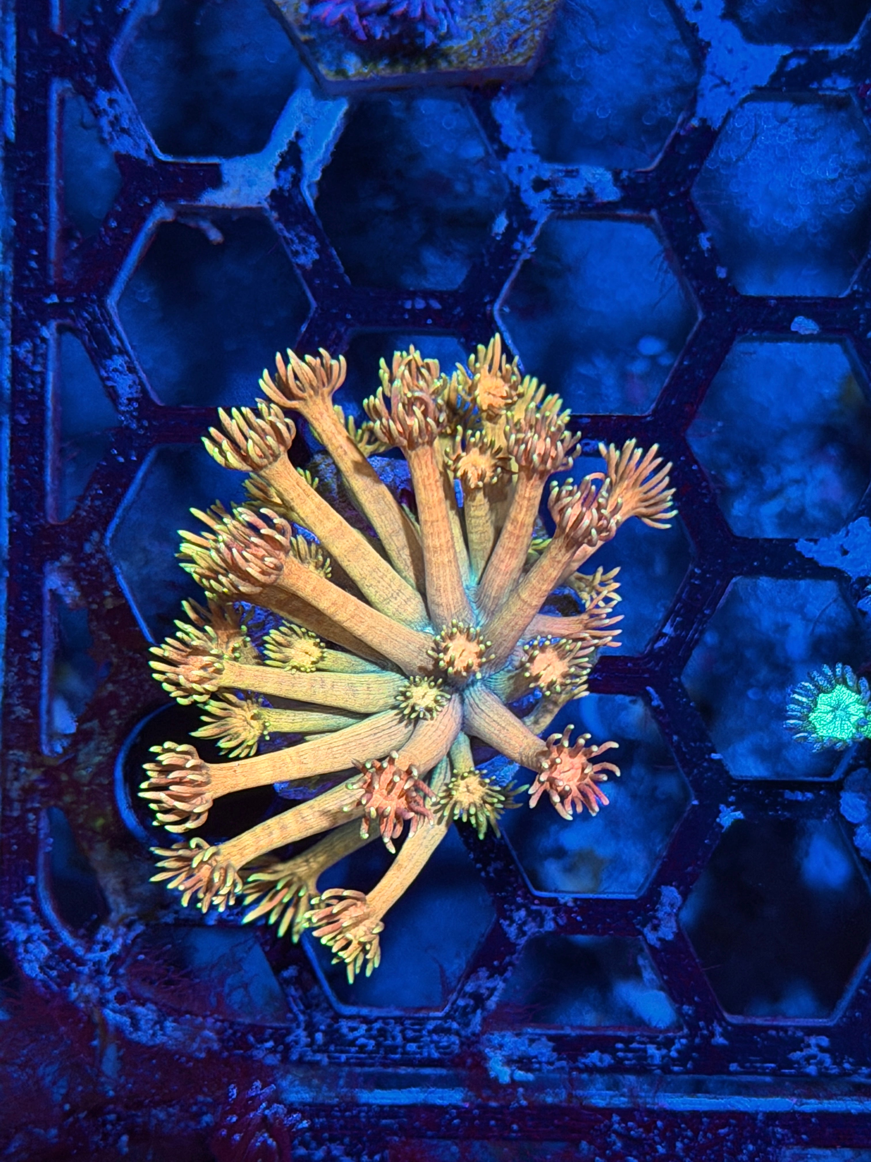 JEA Peach Pop Goniopora Coral