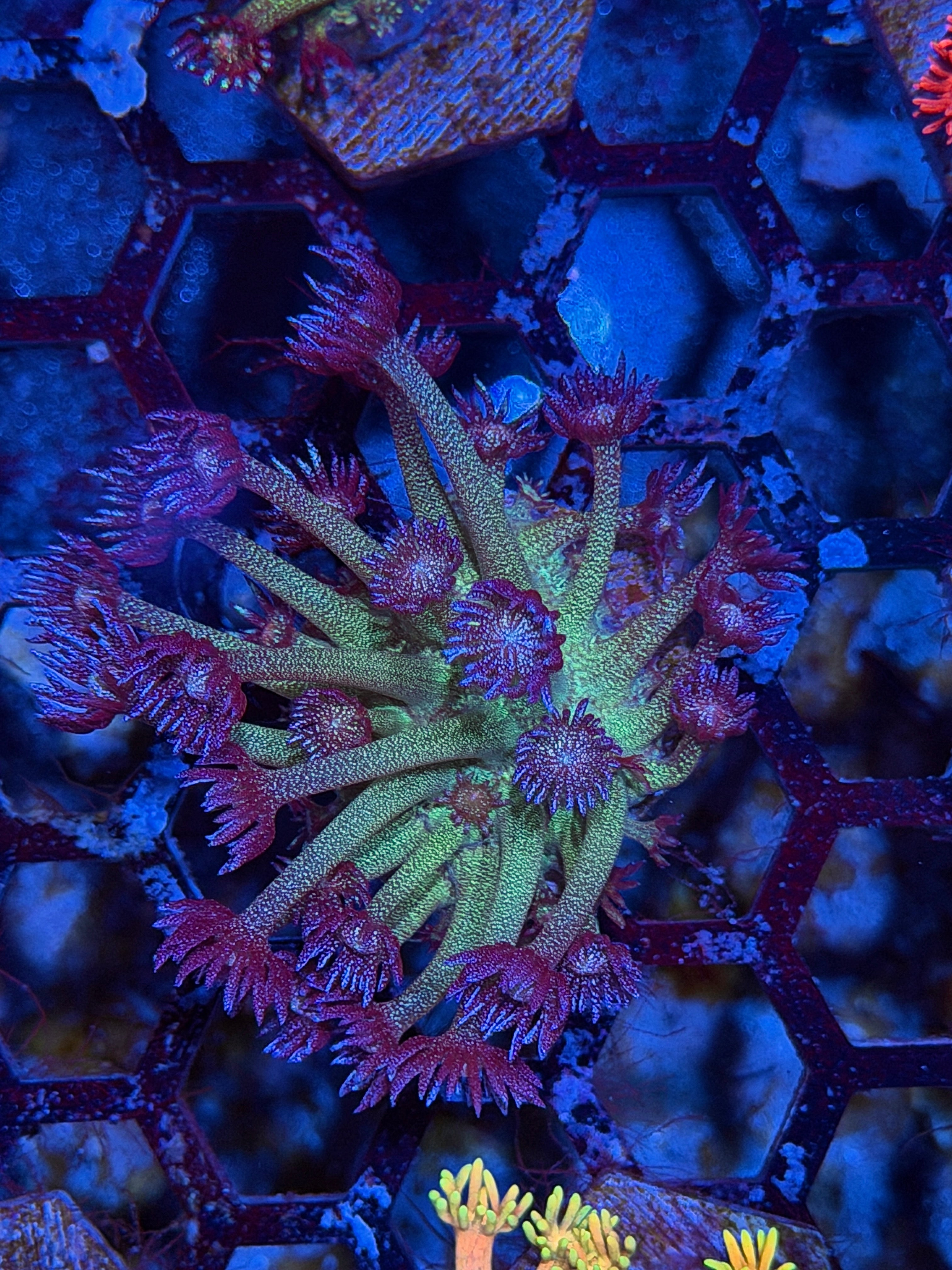 JEA Black Widow Glitter Goniopora Coral