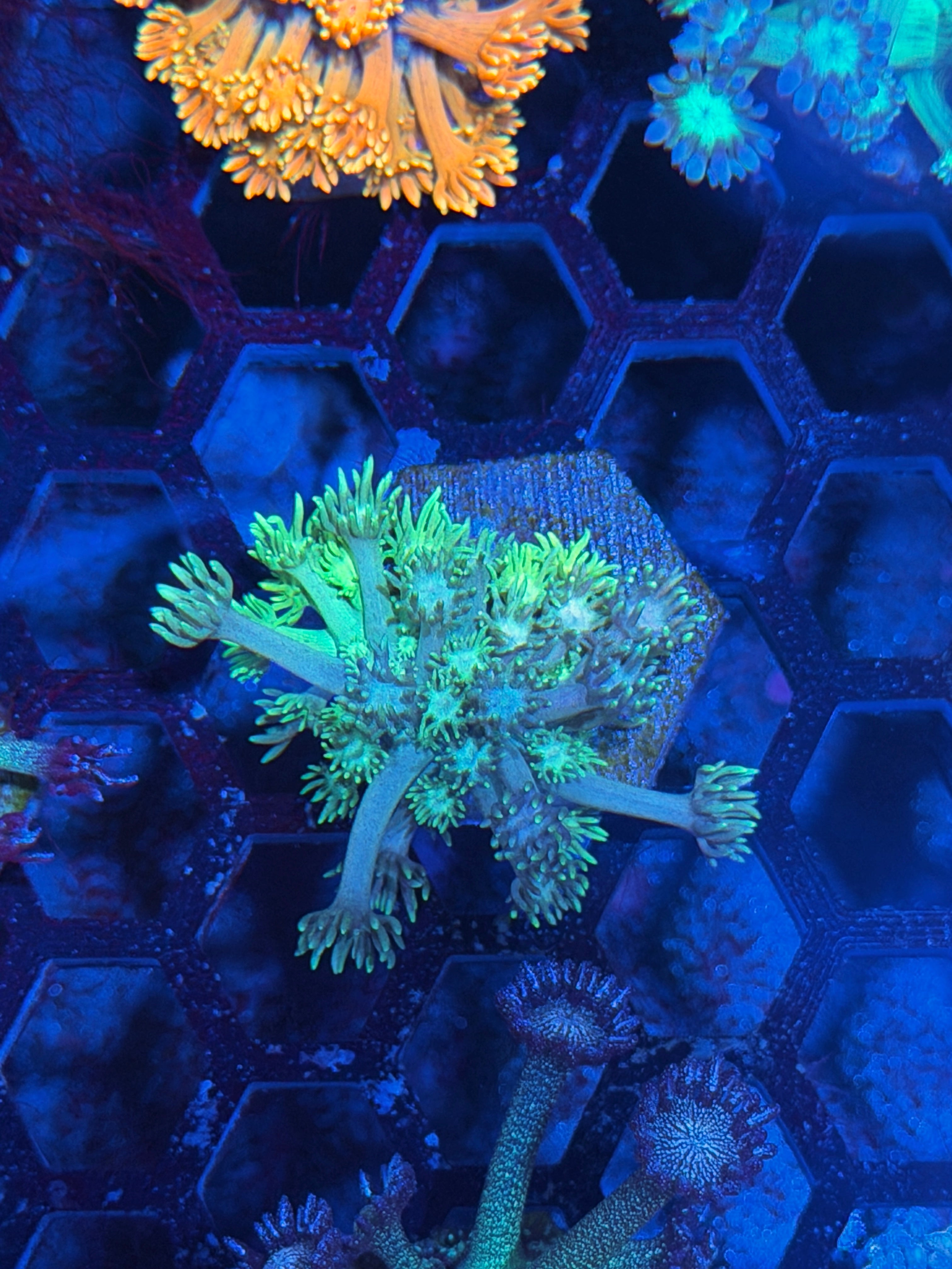 JEA Lemonhead Goniopora Coral