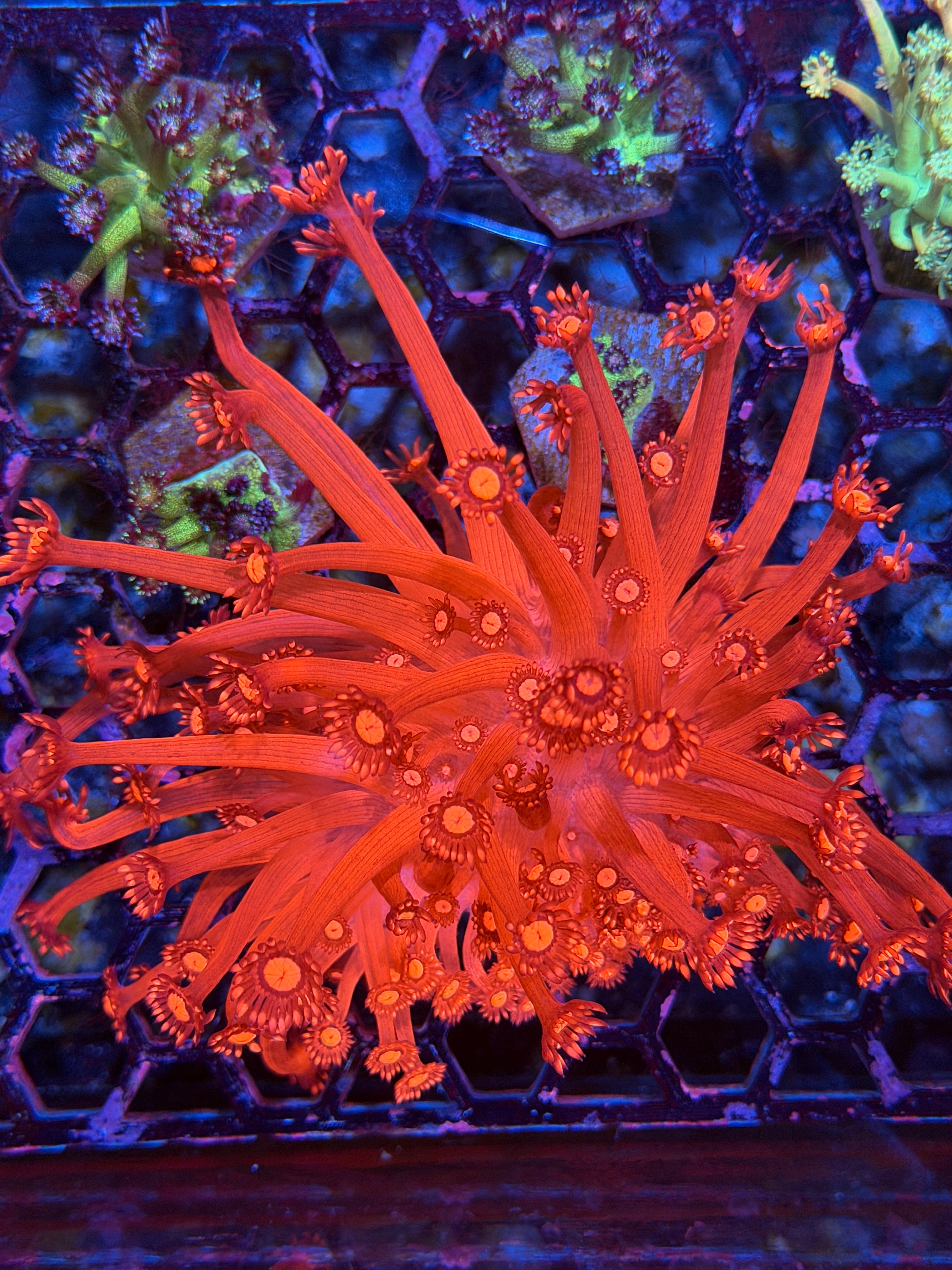 JEA Fire Alarm Goniopora Coral Colony XXL Bright