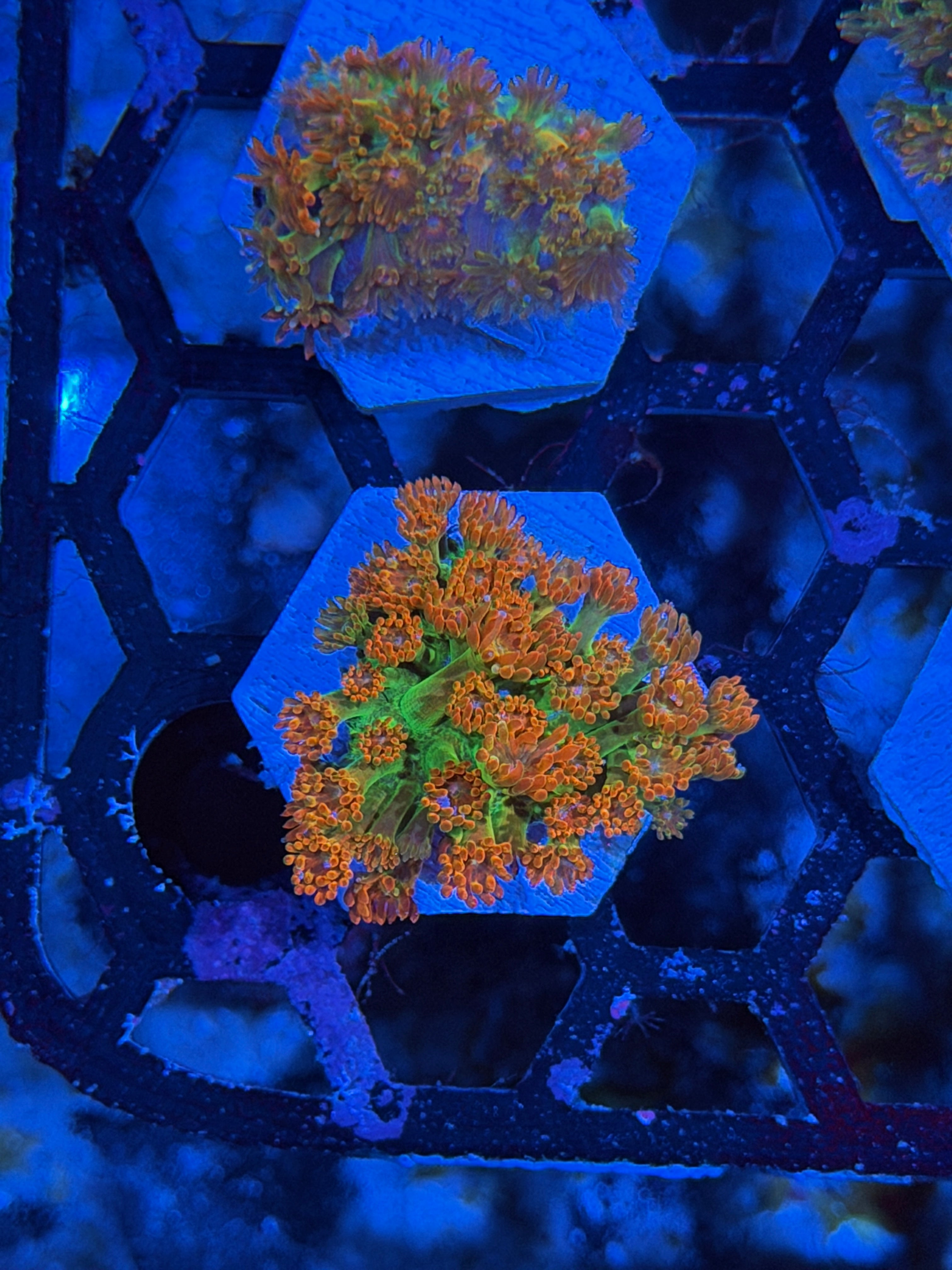 JEA Heatwave Goniopora Coral
