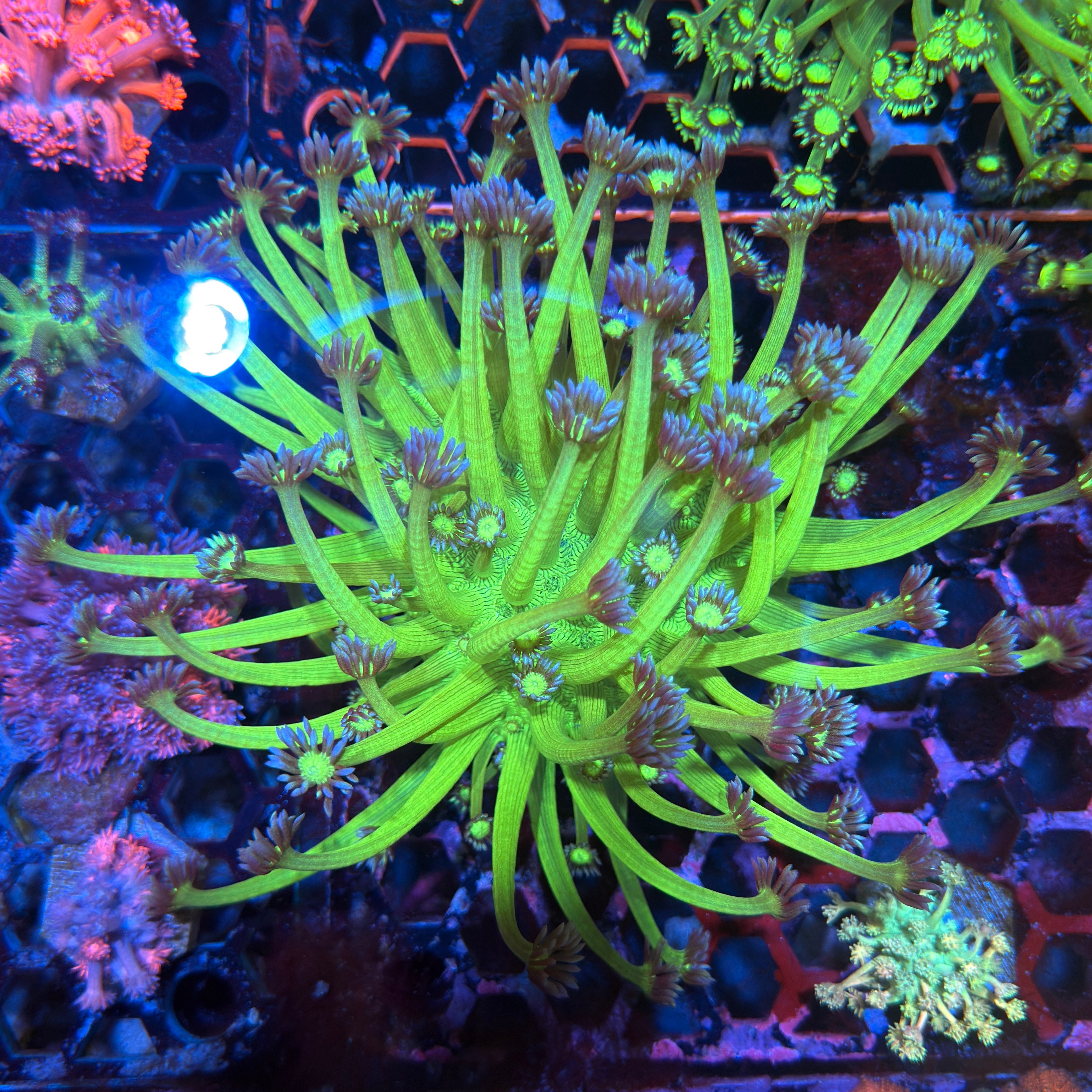 JEA GloStick Goniopora Colony XXL BRIGHT
