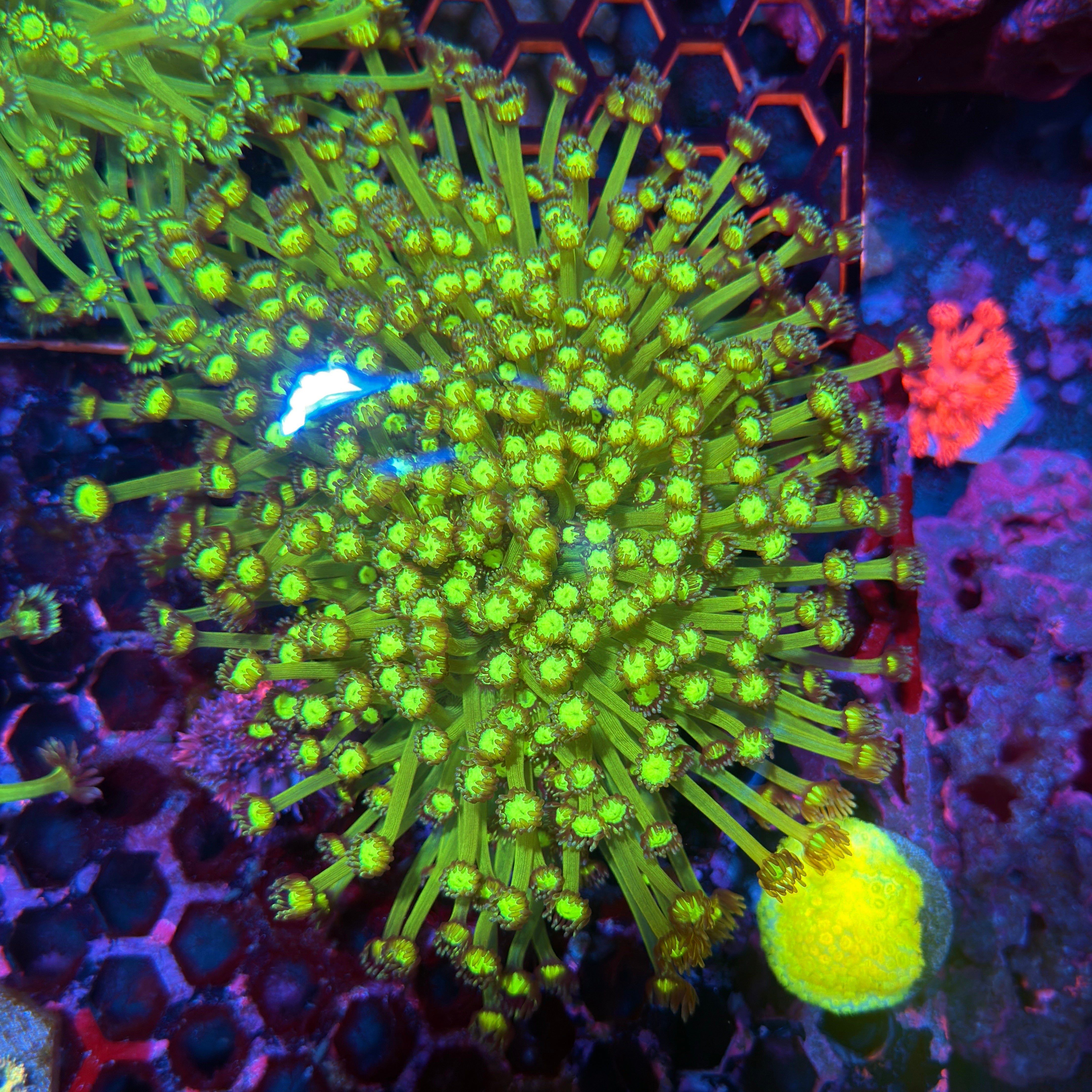 JEA Biohazard Goniopora Coral Colony XXXL