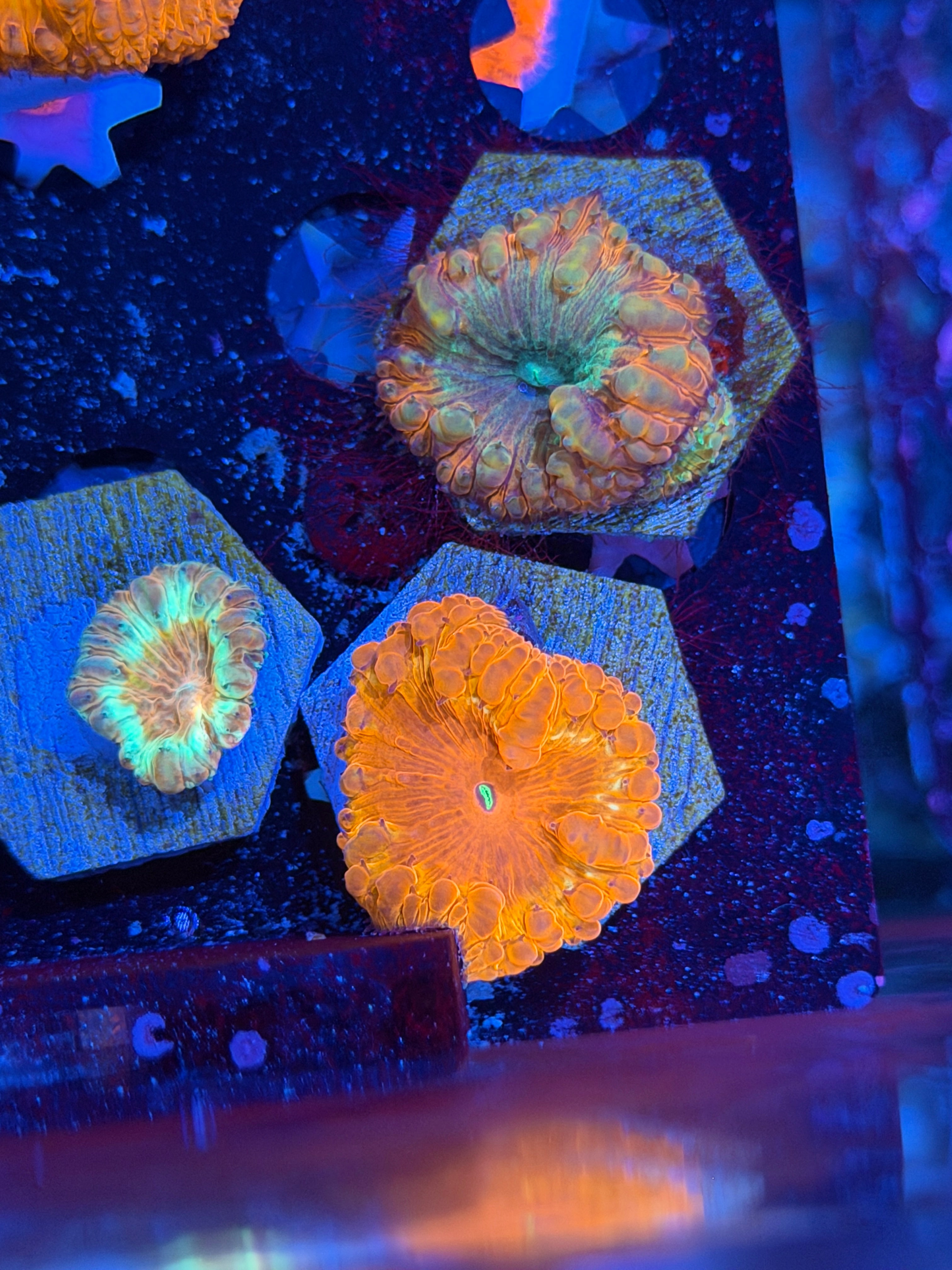 JEA Crimson Devil Blastomussa Coral XL Head