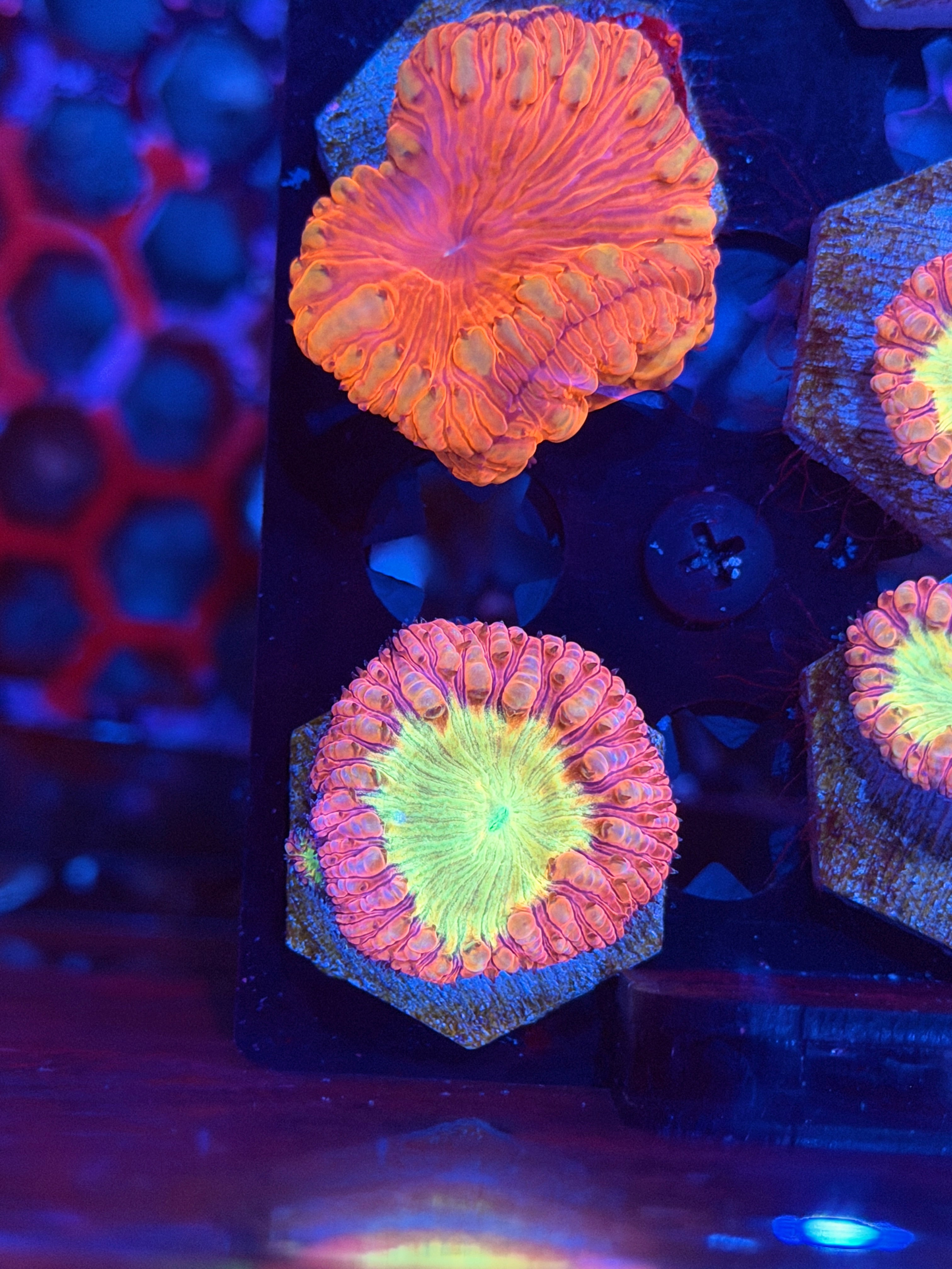 JEA God Mode Blastomussa Coral 1 Head + Baby