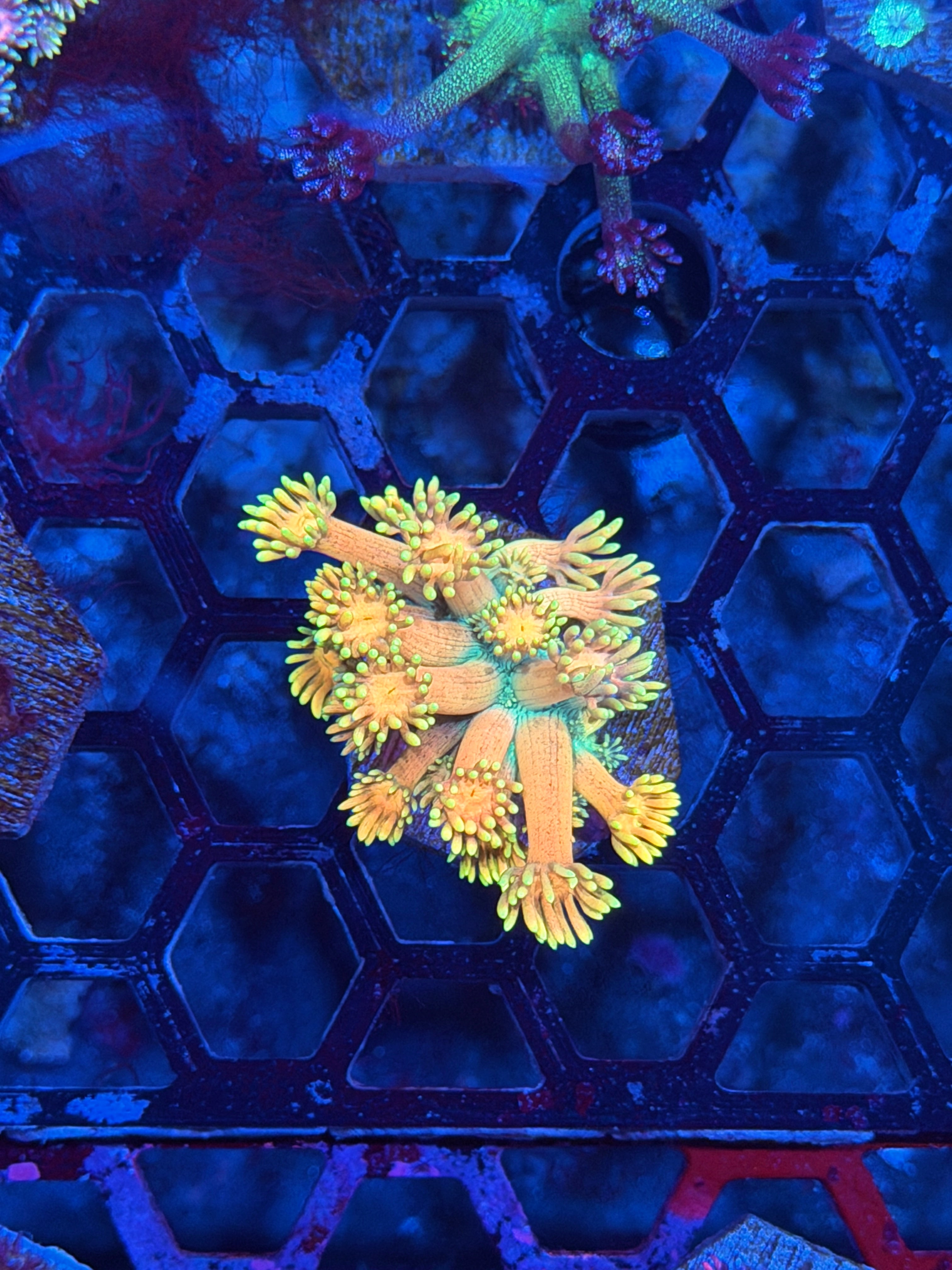 JEA Banana Split Goniopora Coral