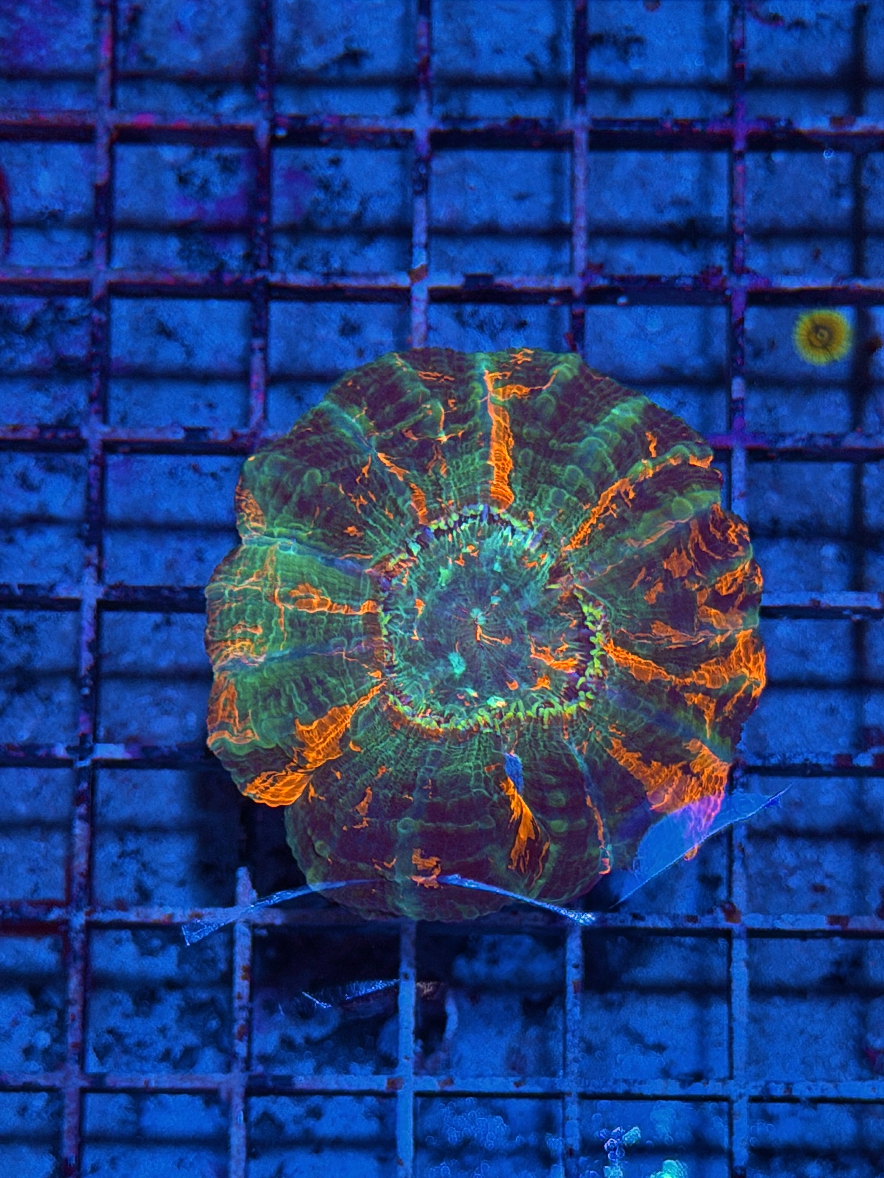Striped Multicolor Acanthophyllia Meat Coral
