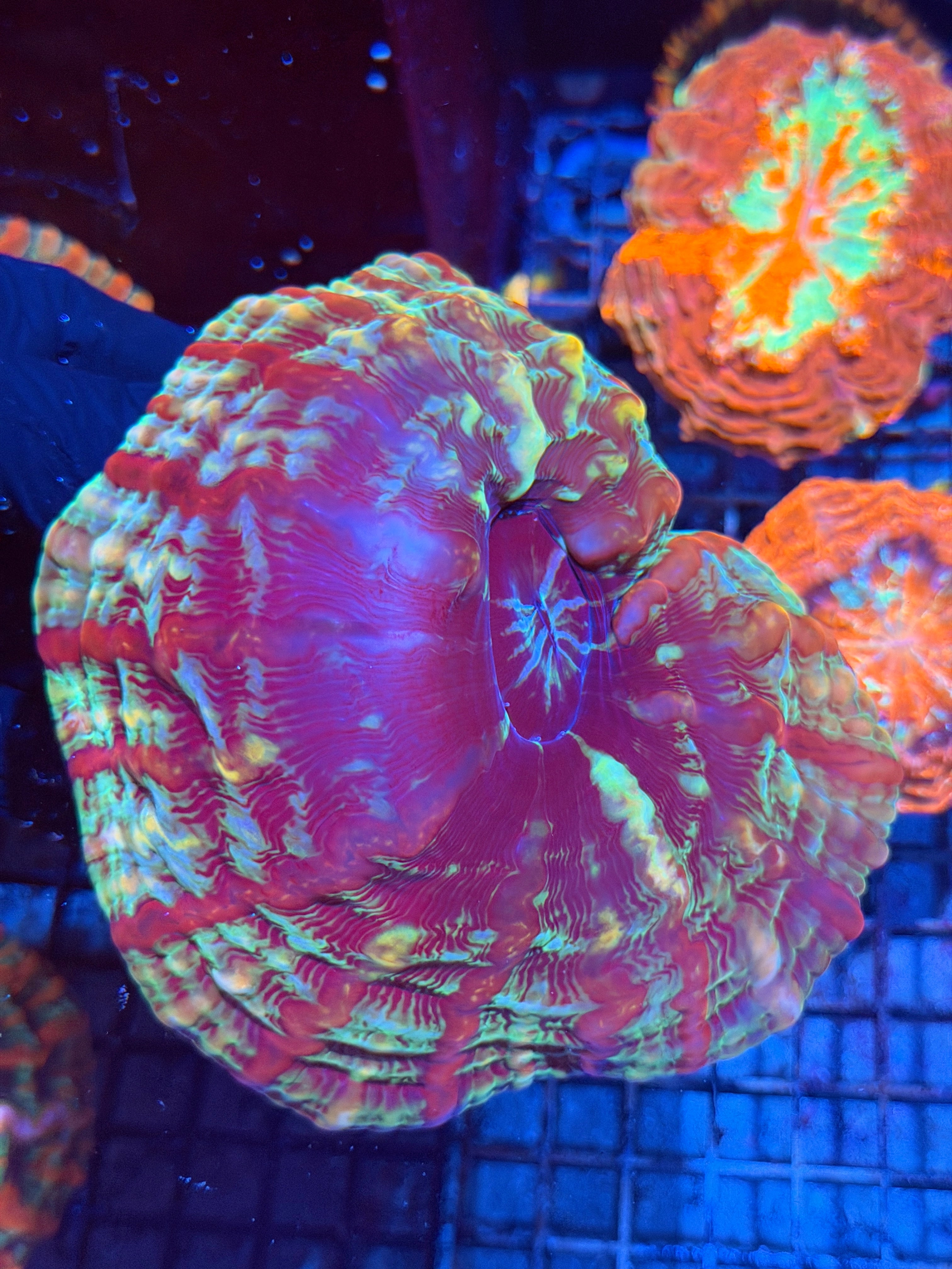 Multicolor Striped Indophyllia Meat Coral XXL
