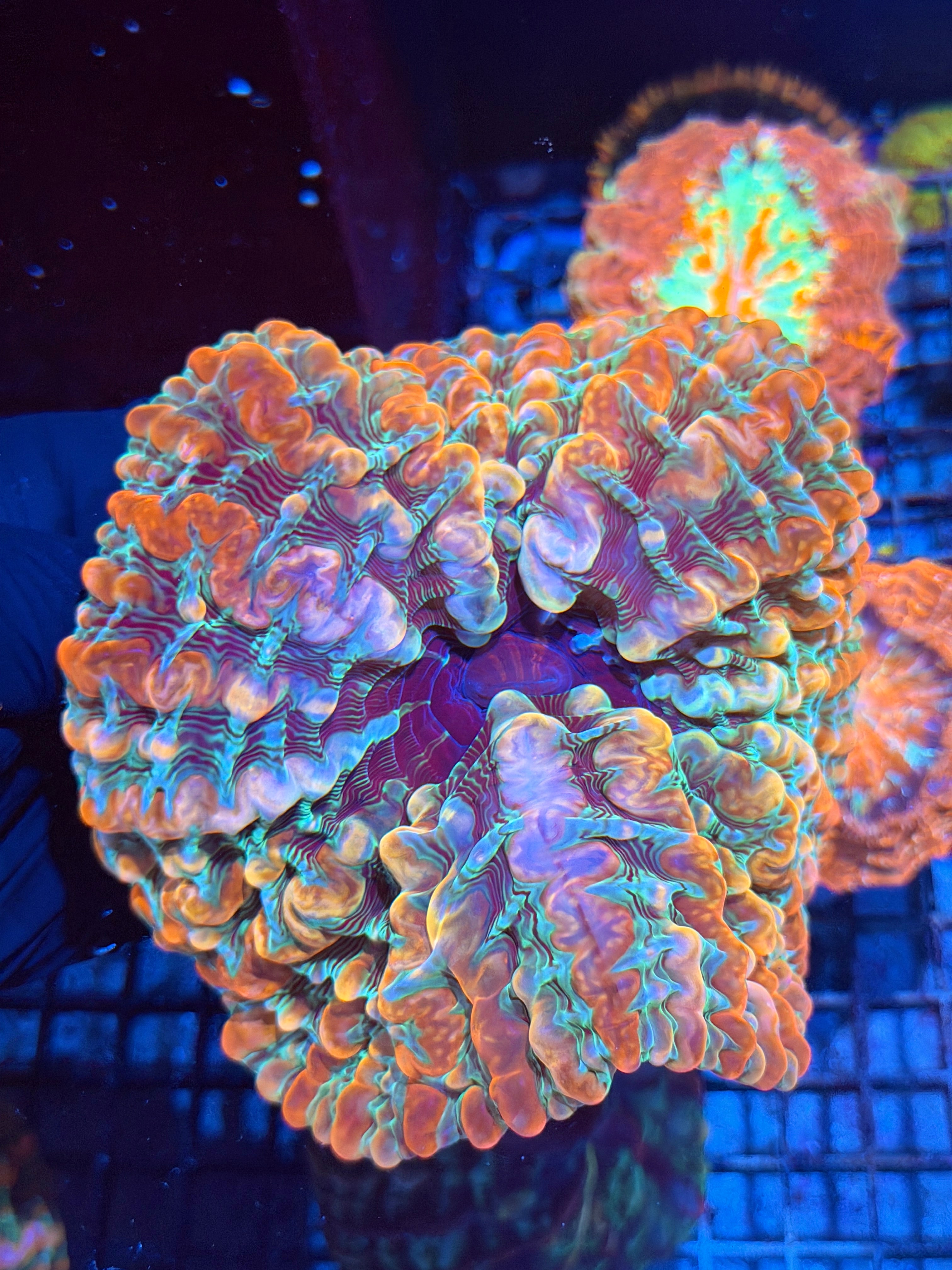Insane Rainbow Indophyllia meat Coral