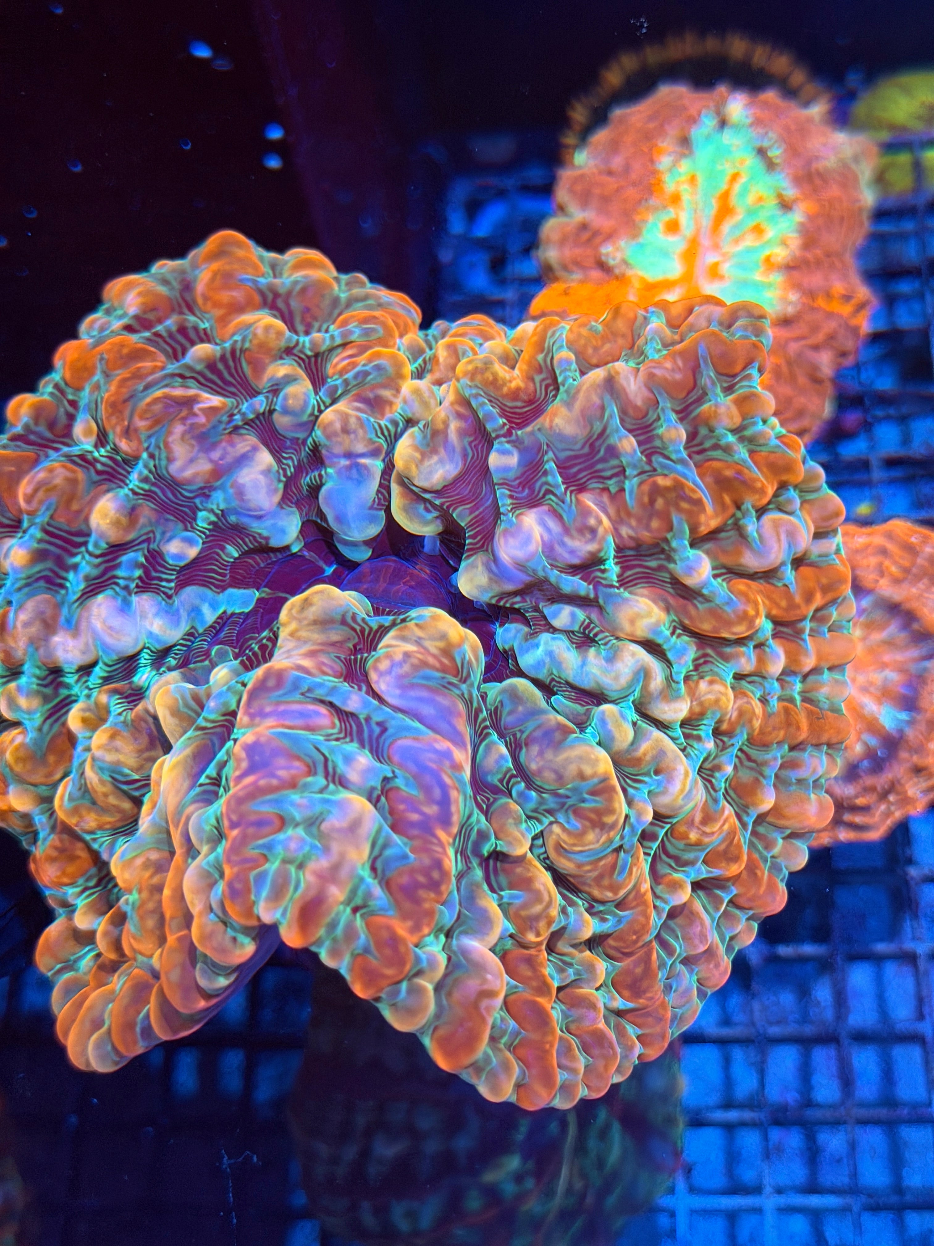 Insane Rainbow Indophyllia meat Coral