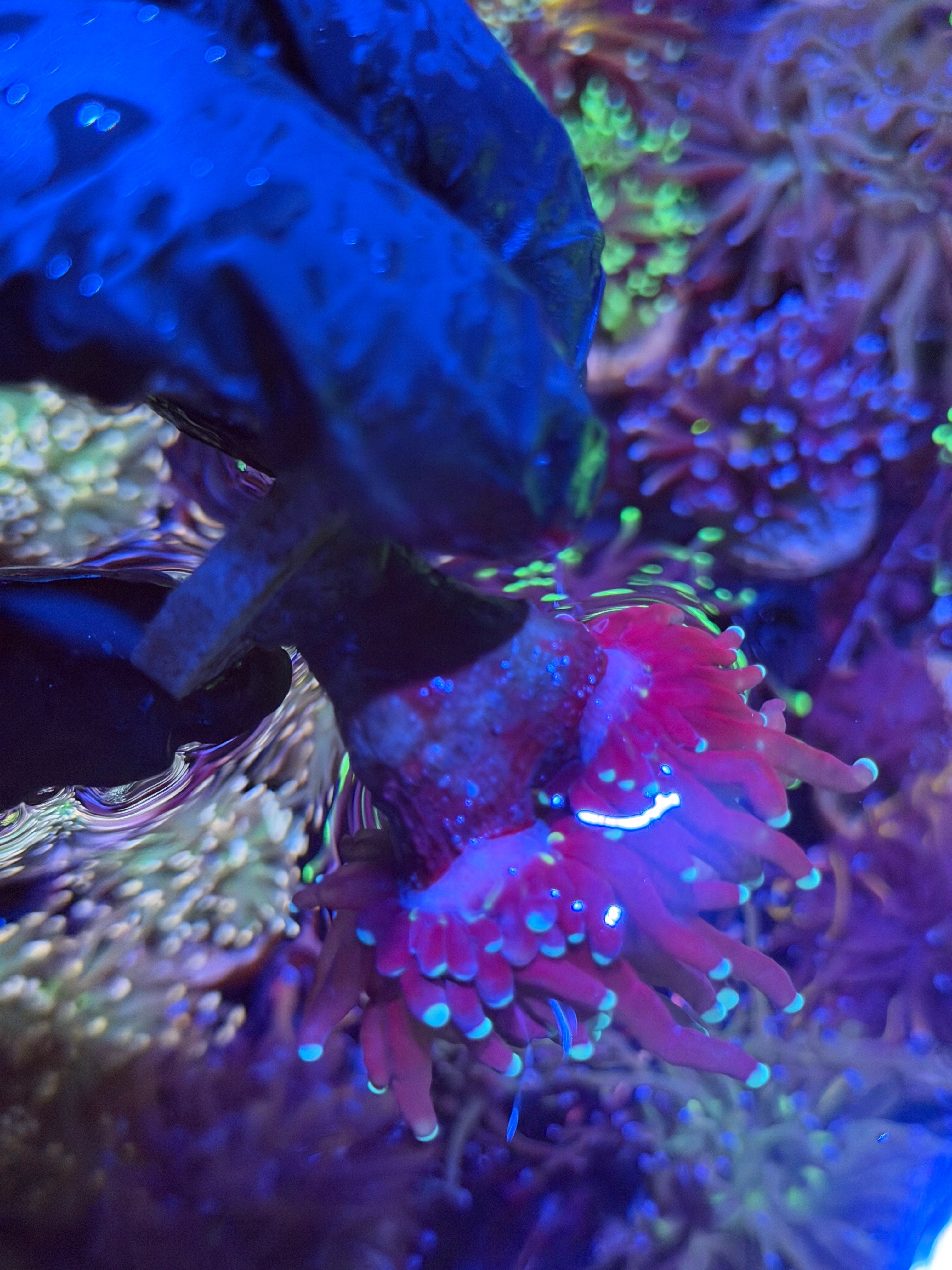 JEA Tiger 2.0 Torch Coral 2 Heads Blue Tips