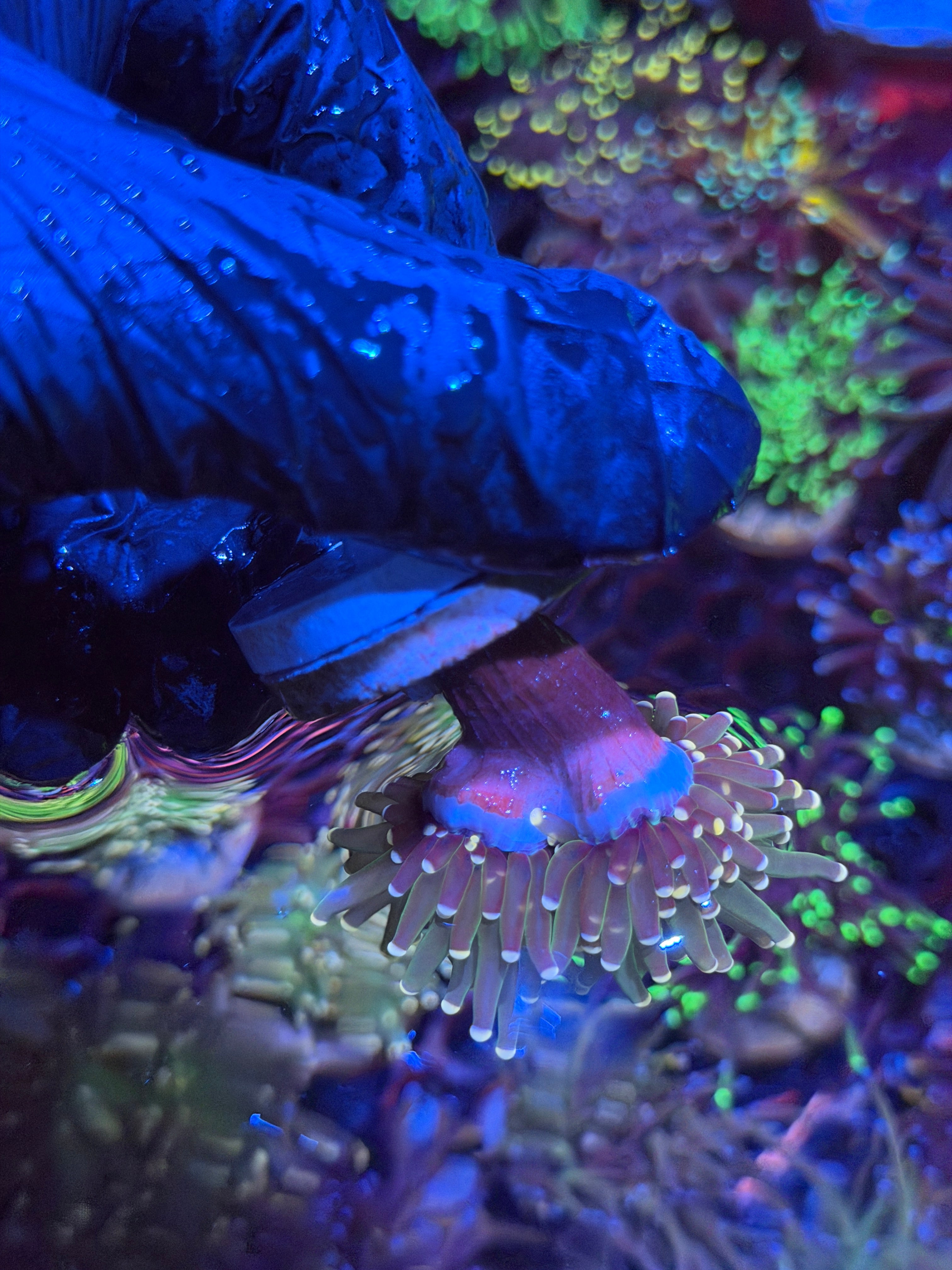 JEA Confetti Torch Coral 2 Heads Splitting