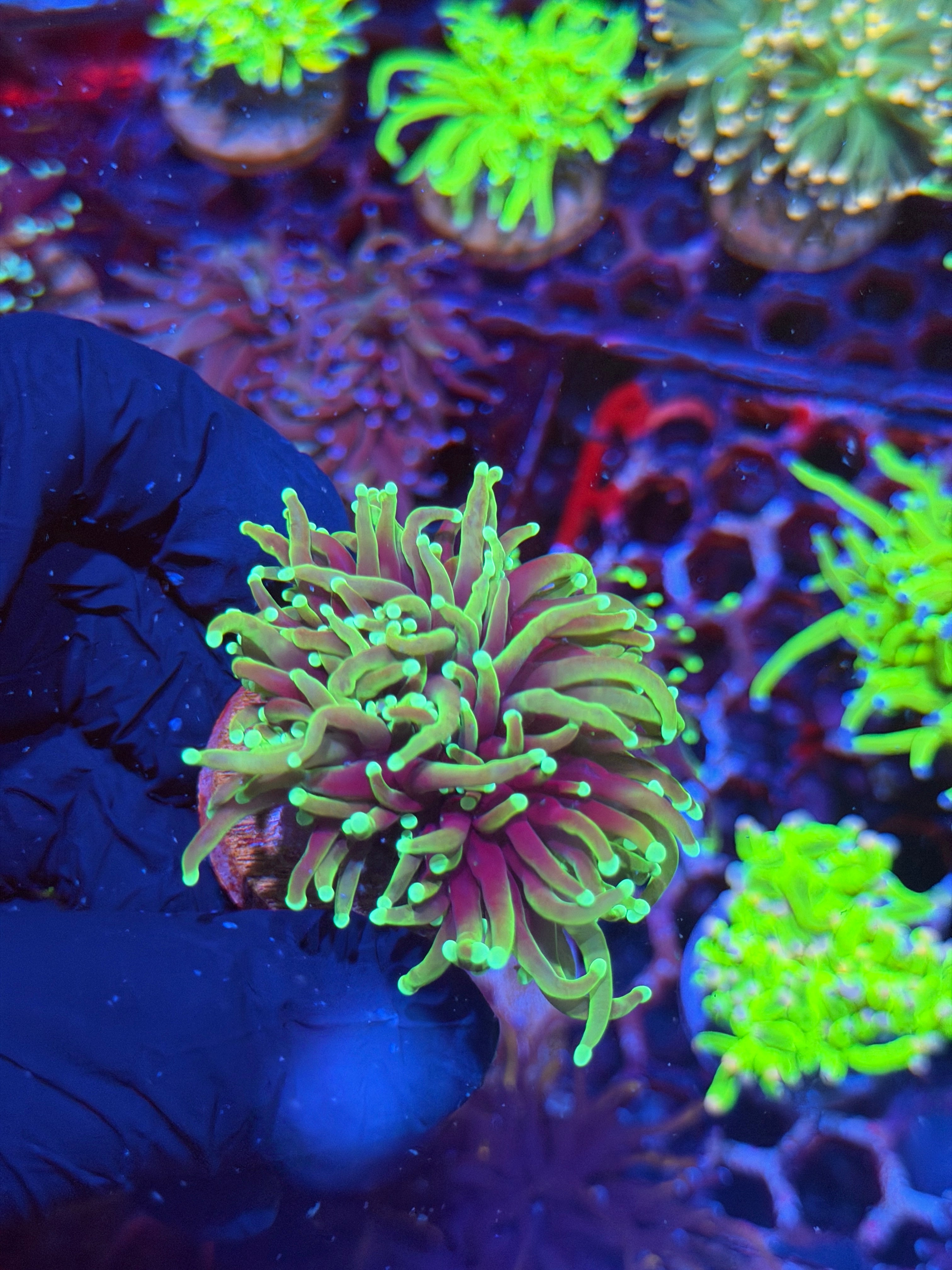 JEA Dragon Soul Torch Coral 2 Heads XL