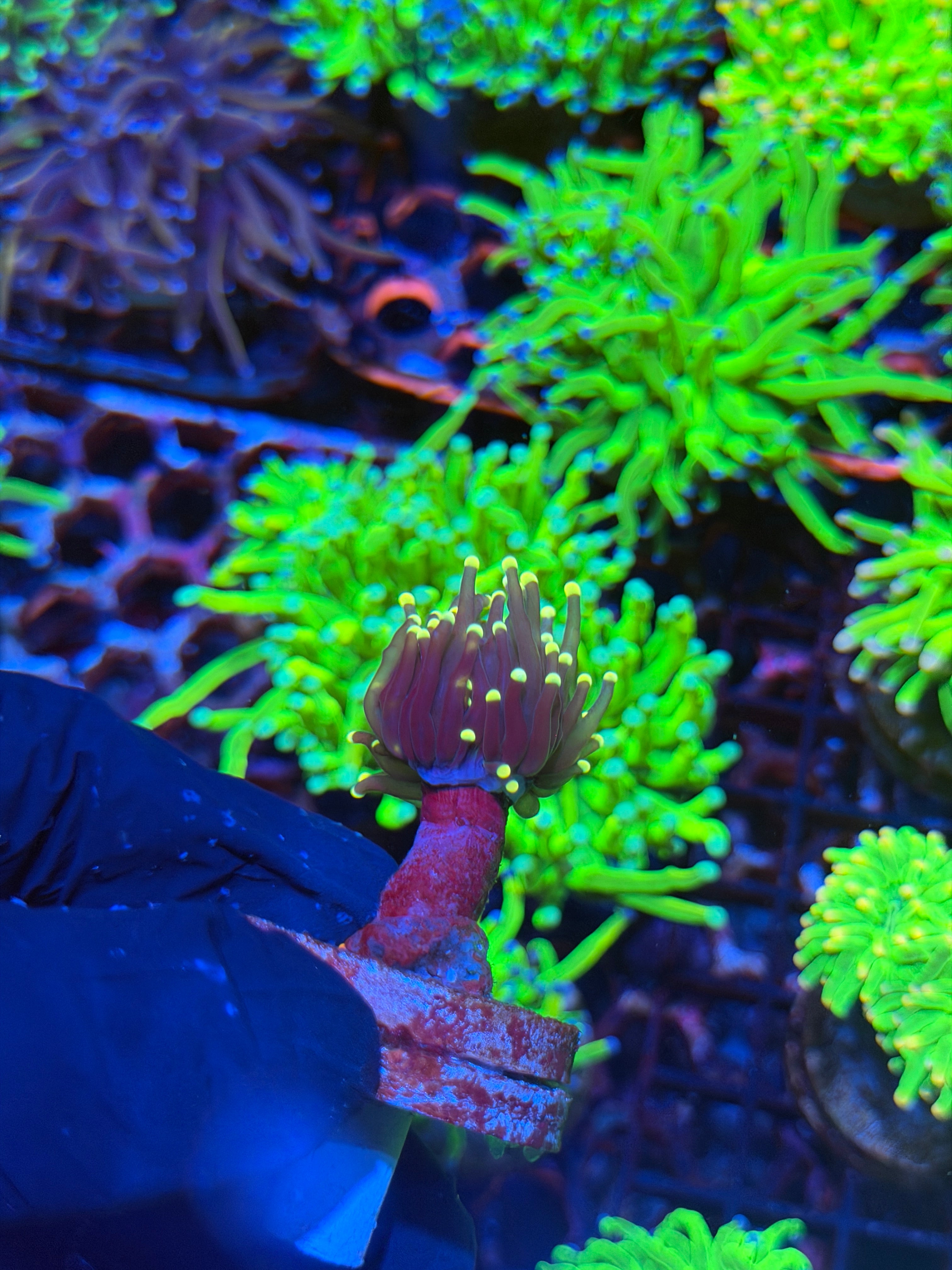 JEA Joker Torch Coral 1 Head XL