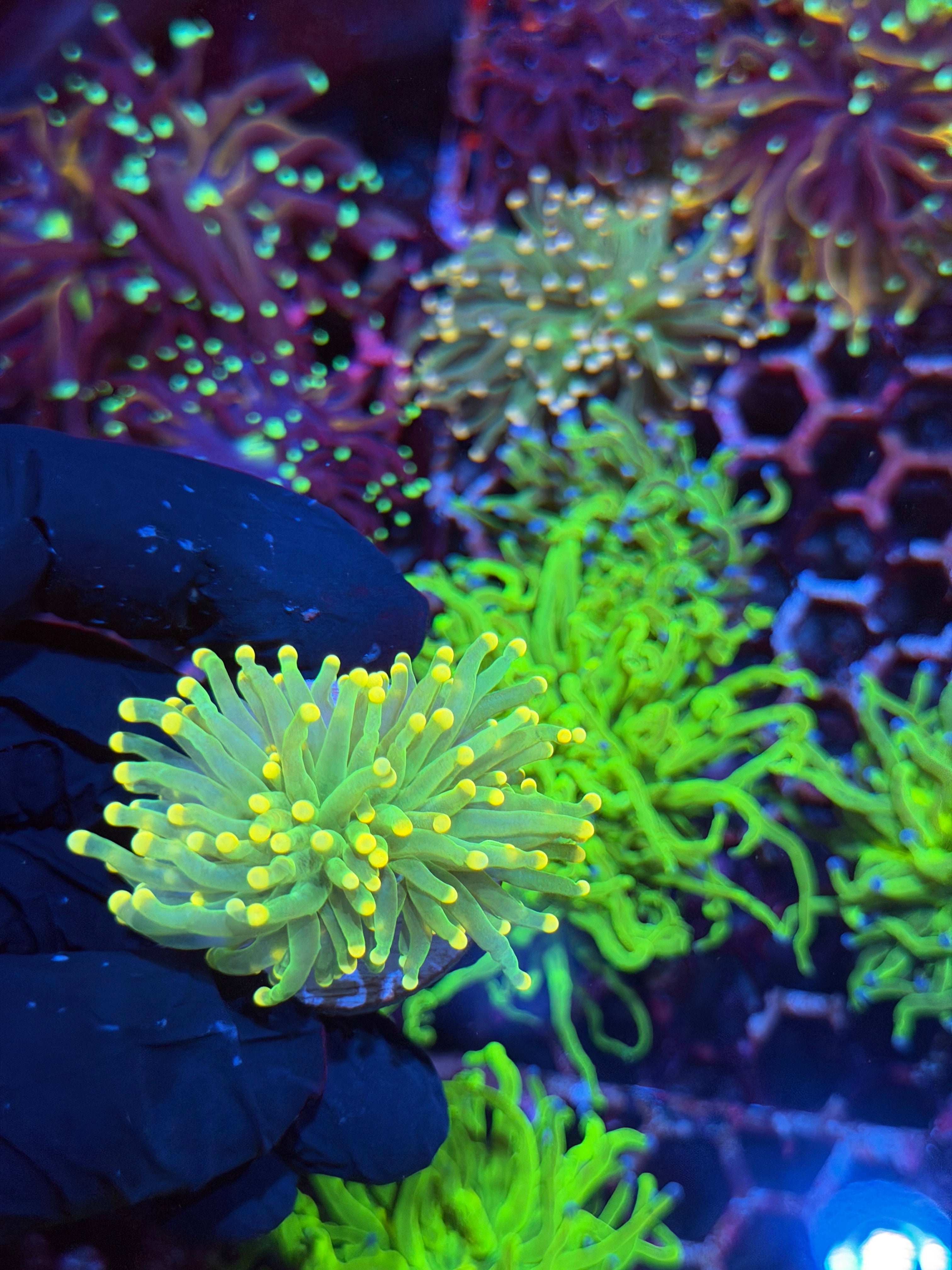 JEA Yellow Sparkler Torch Coral 1 XL Head Splitting