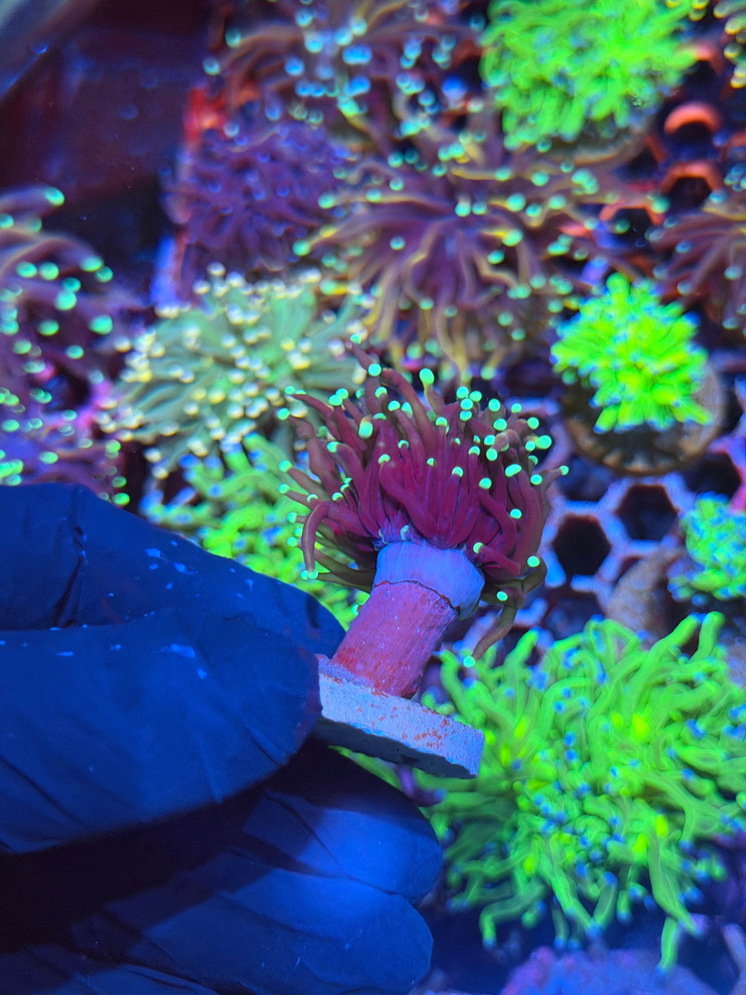 JEA Frost Bite Torch Coral 1 XL Head