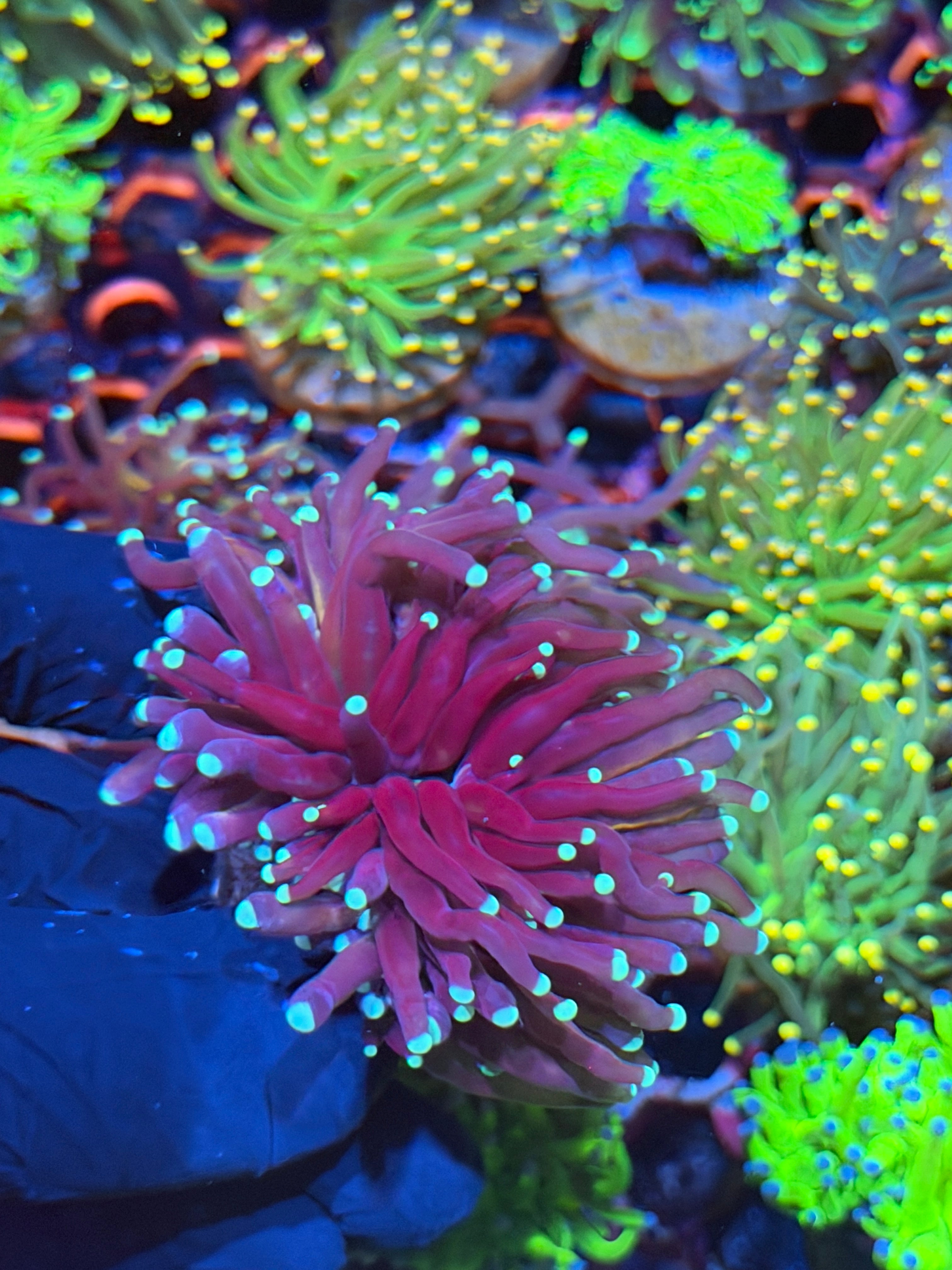 JEA Purple Tiger 2.0 Torch Coral 2 Heads XL