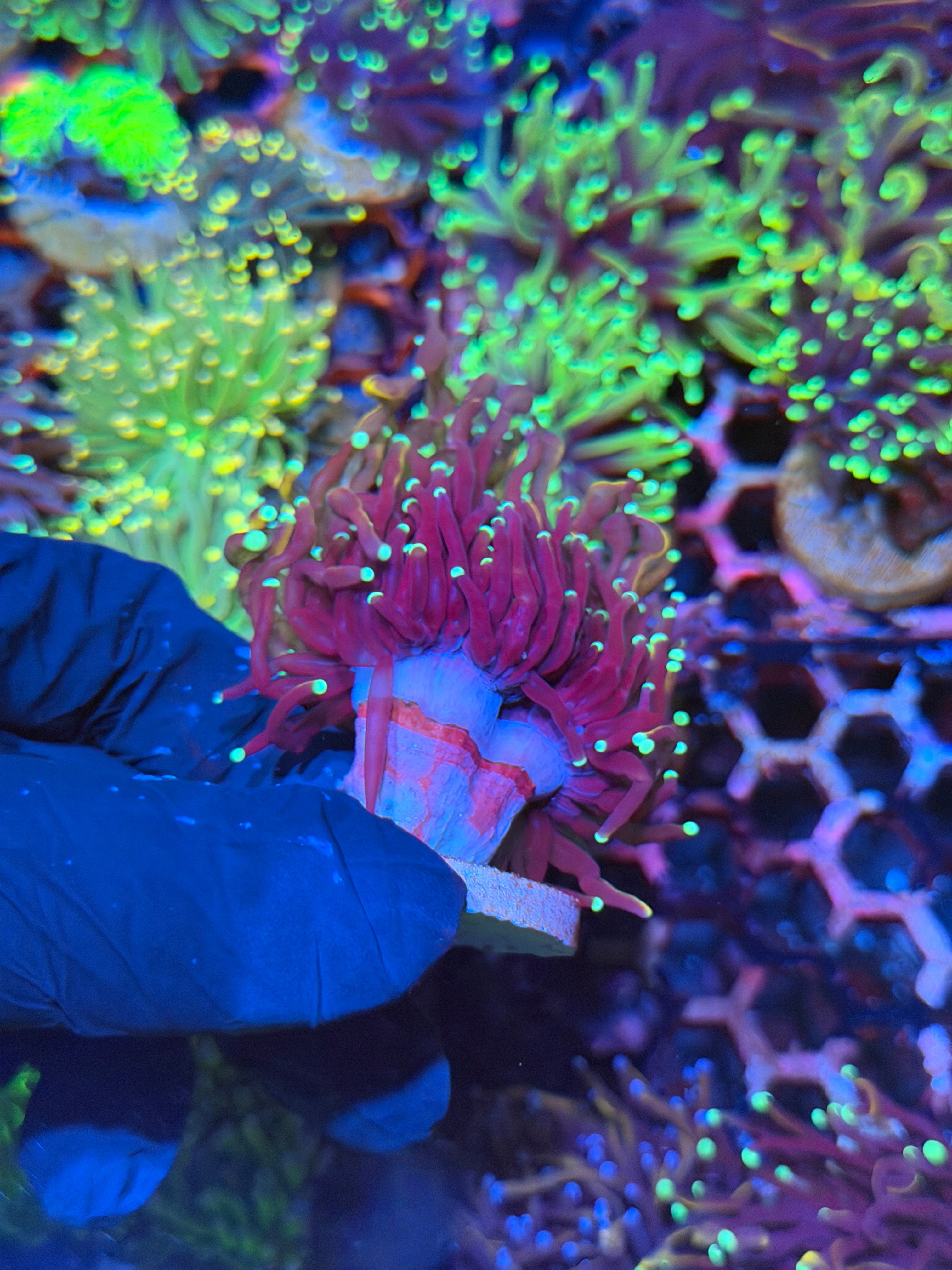 JEA Frost Bite Torch Coral 2 Heads XL