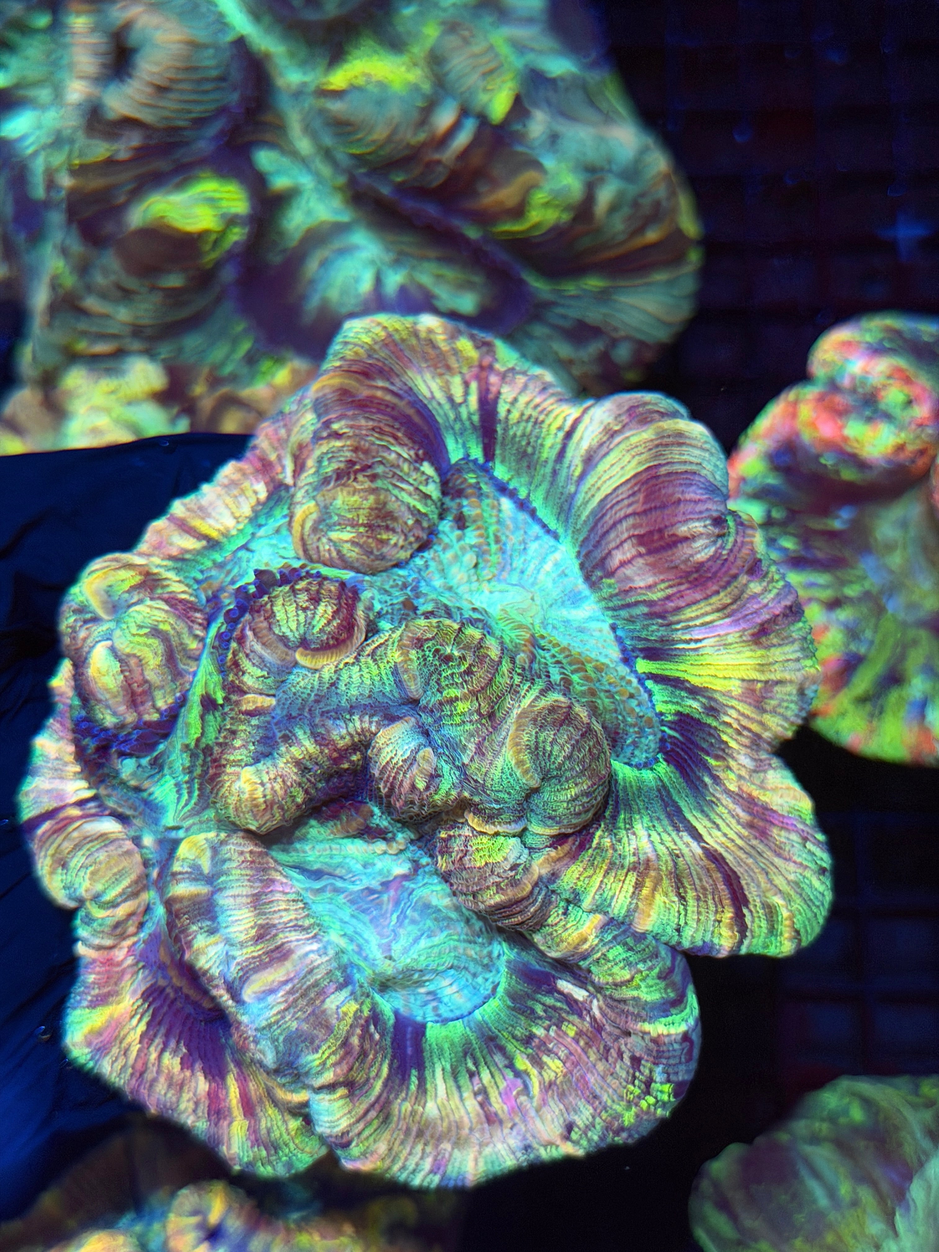 Rainbow Tie Dye Trachyphyllia Meat Coral XXL