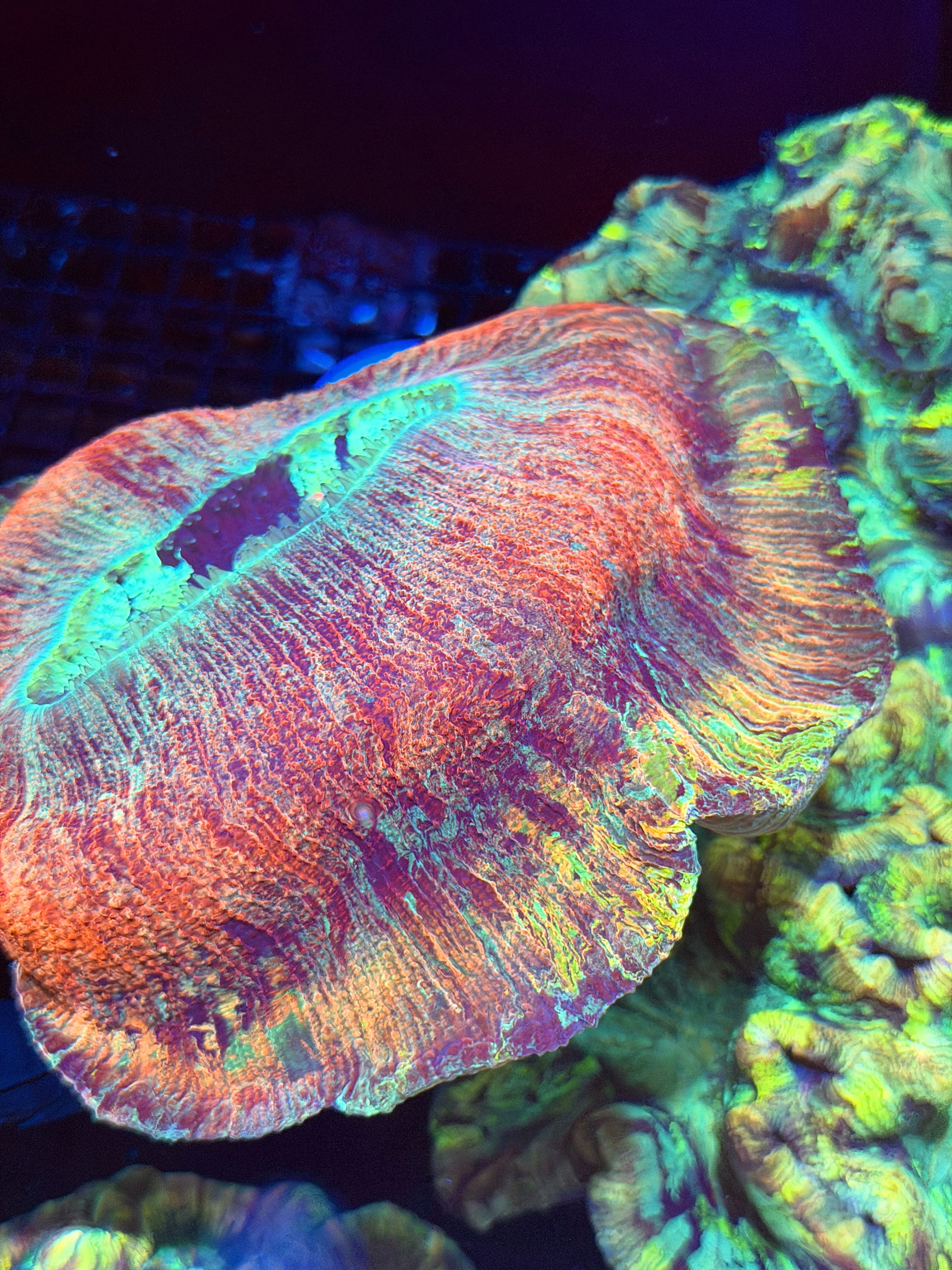 Insane Rainbow Vietnam Trachyphyllia Meat Coral XXXL *Collectors Piece*