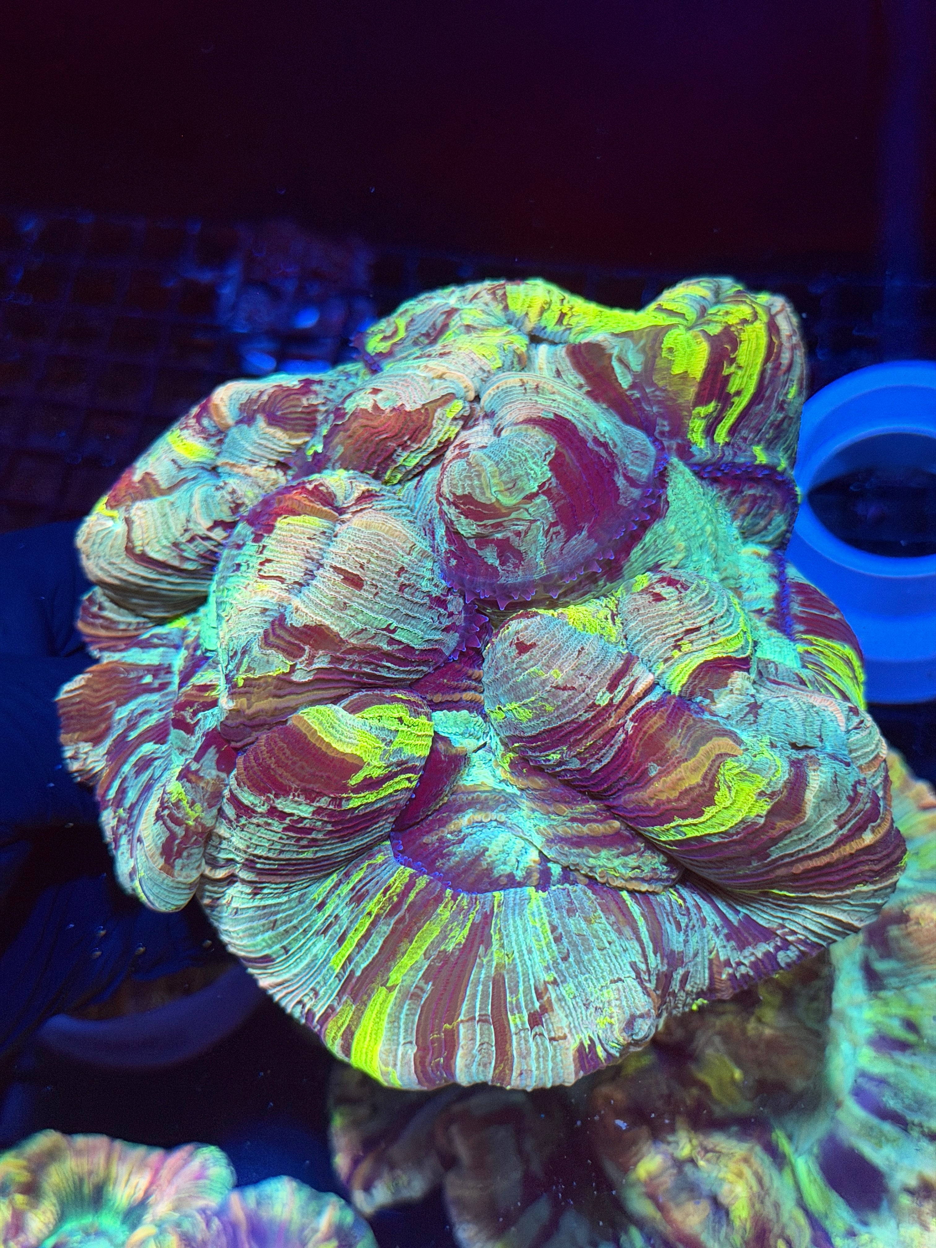 Rainbow Trachyphyllia Meat Coral XXL Show Piece