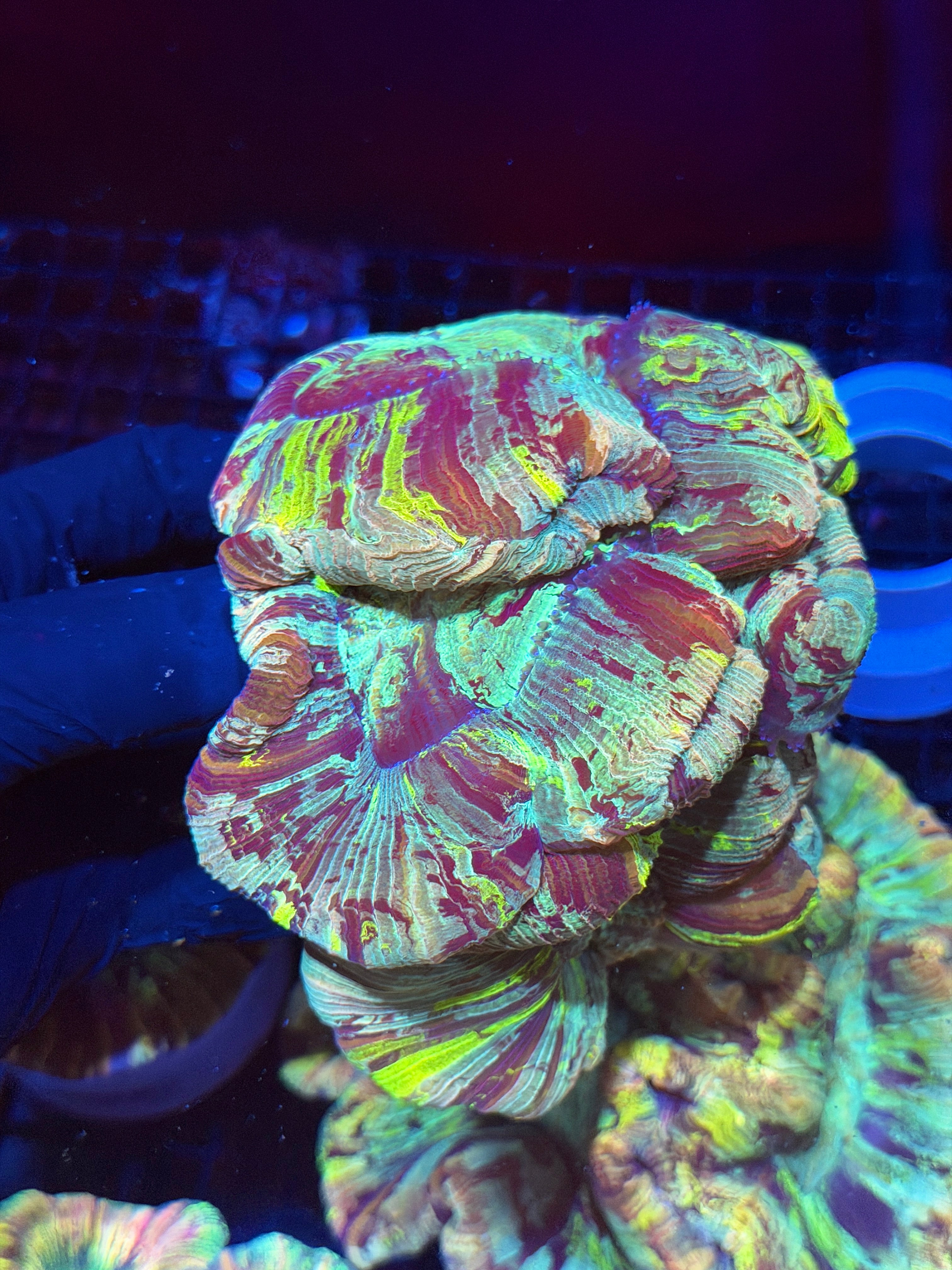 Rainbow Trachyphyllia Meat Coral XXL Show Piece