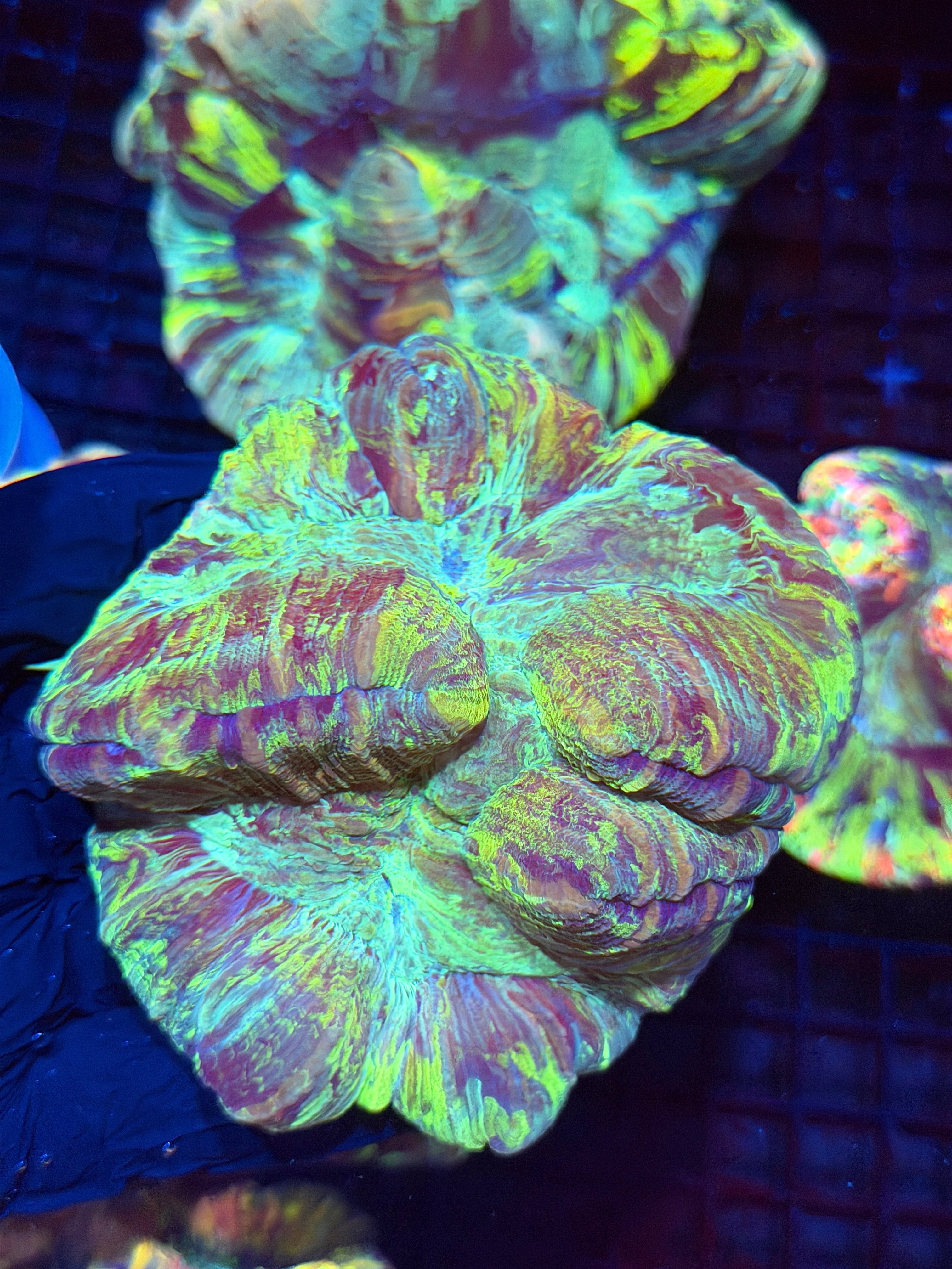 Striped Trachyphyllia Meat Coral XL
