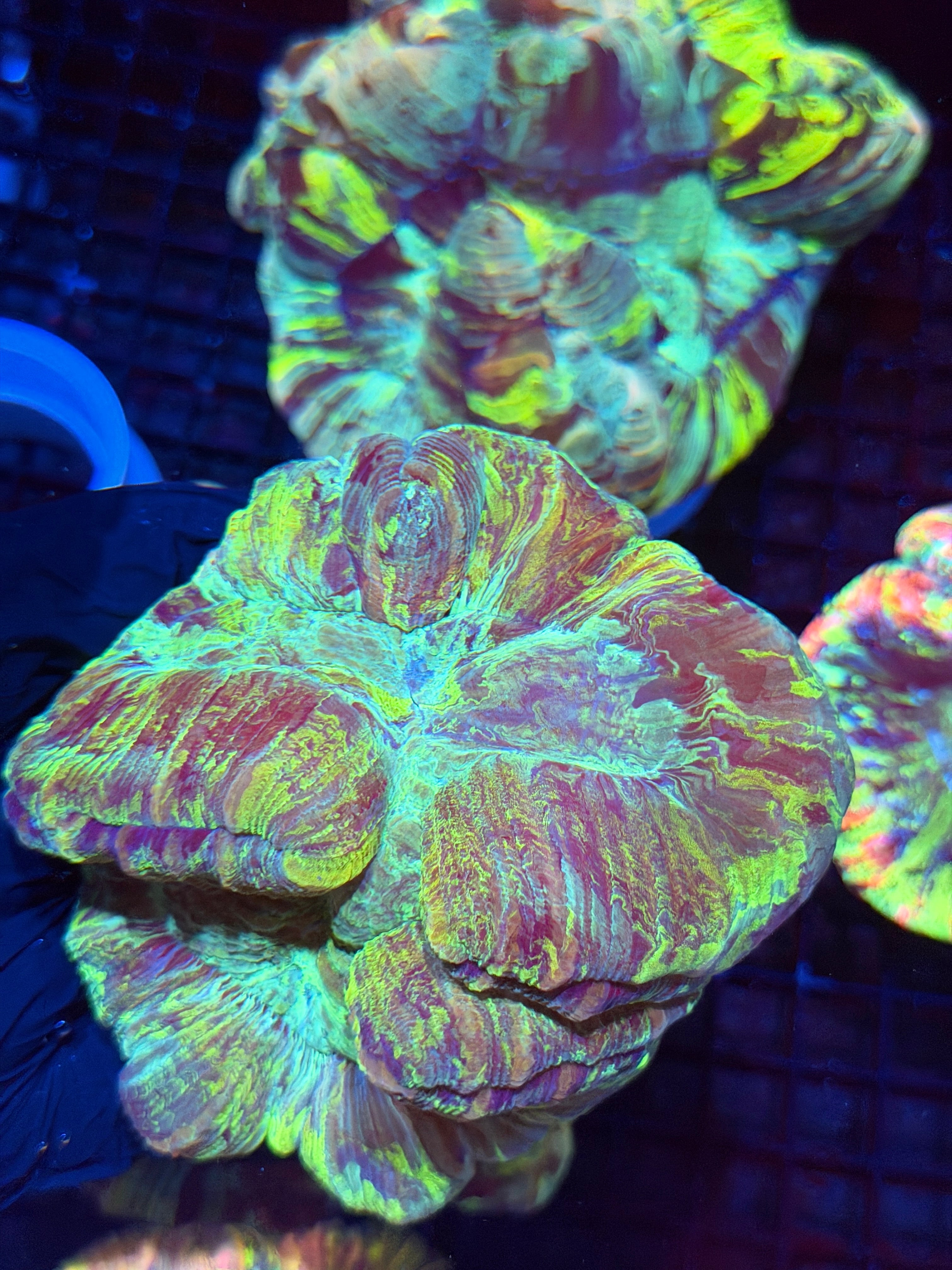 Striped Trachyphyllia Meat Coral XL